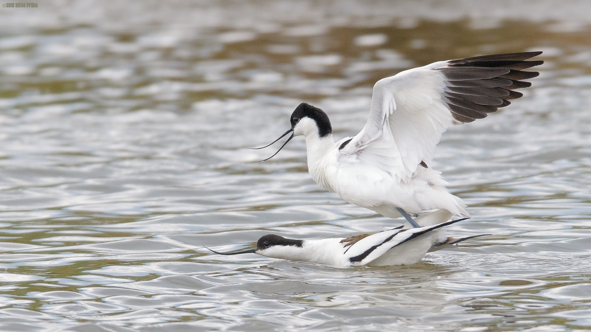 Avocet Life