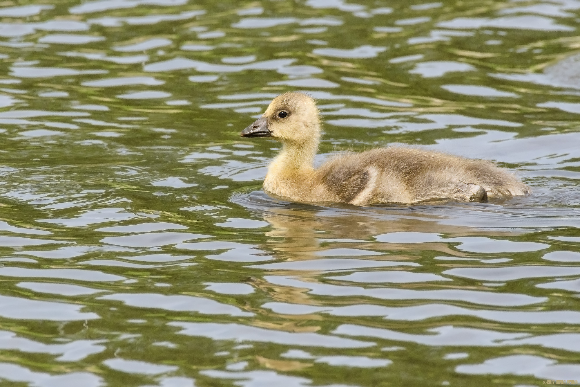 Greylag Gosling