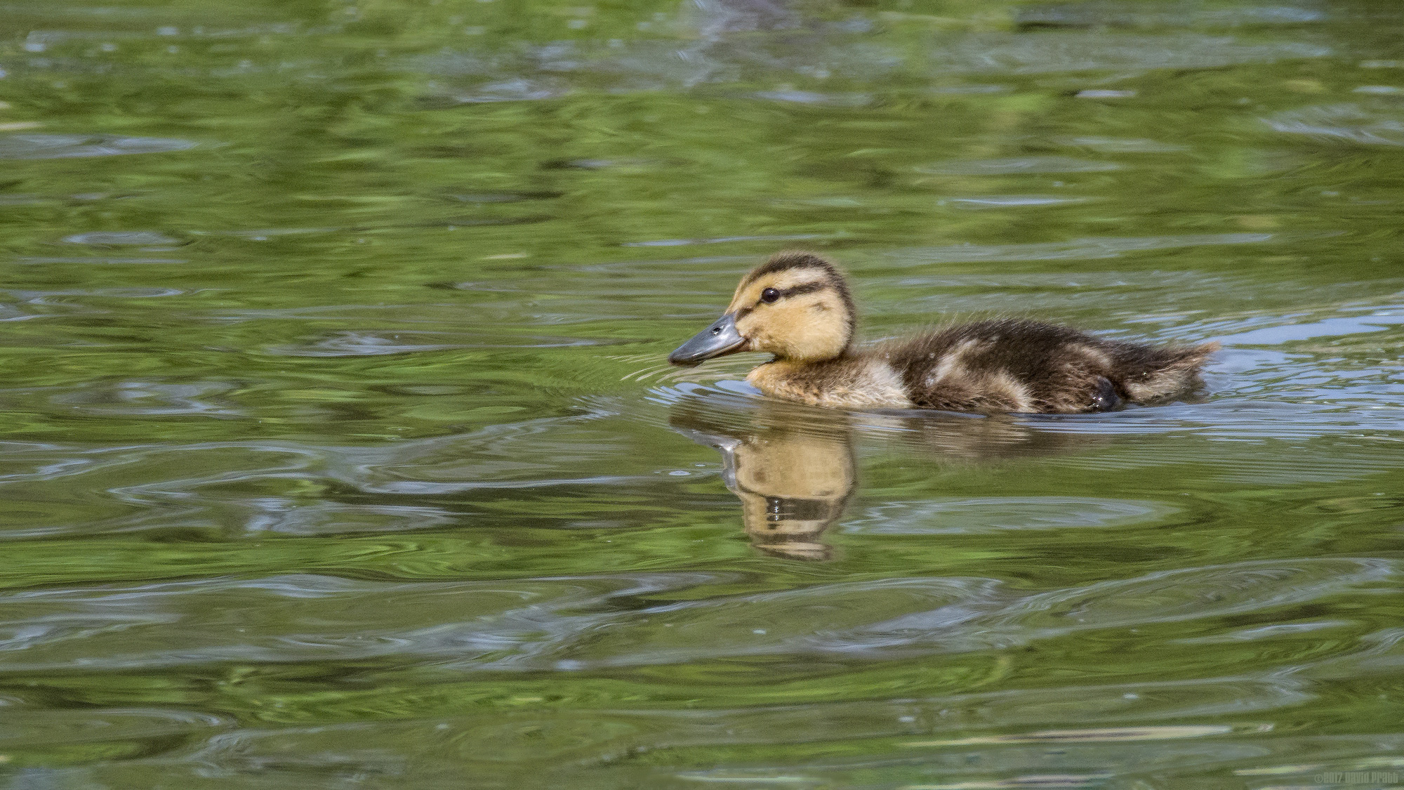 Fluffy Duckling
