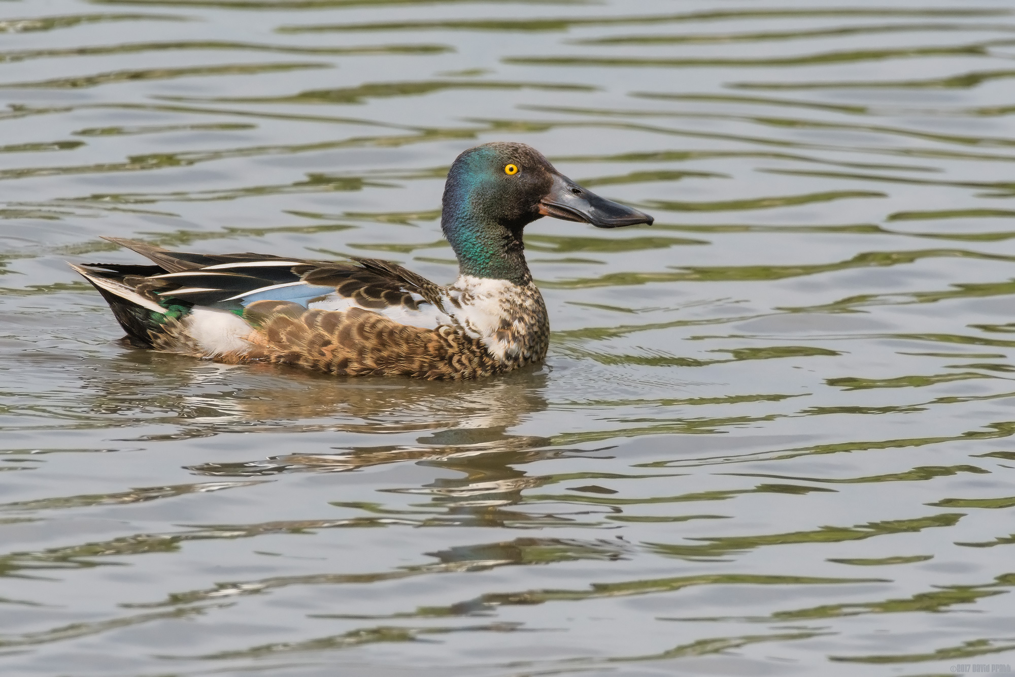 Shoveler In Eclipse