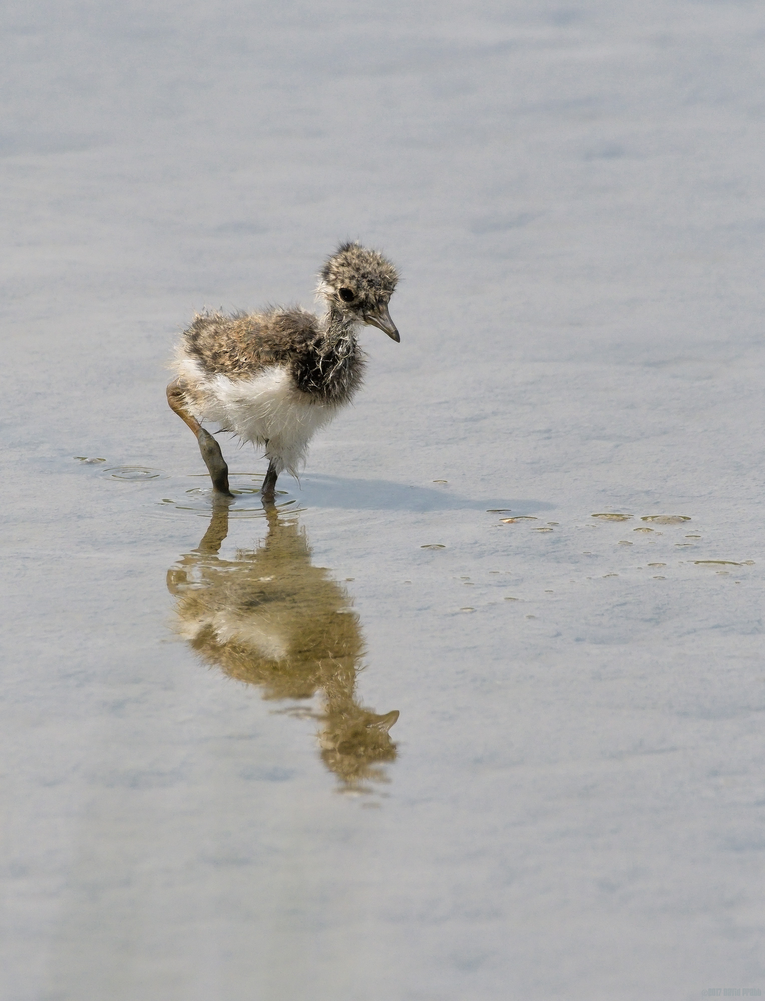 Little Lapwing
