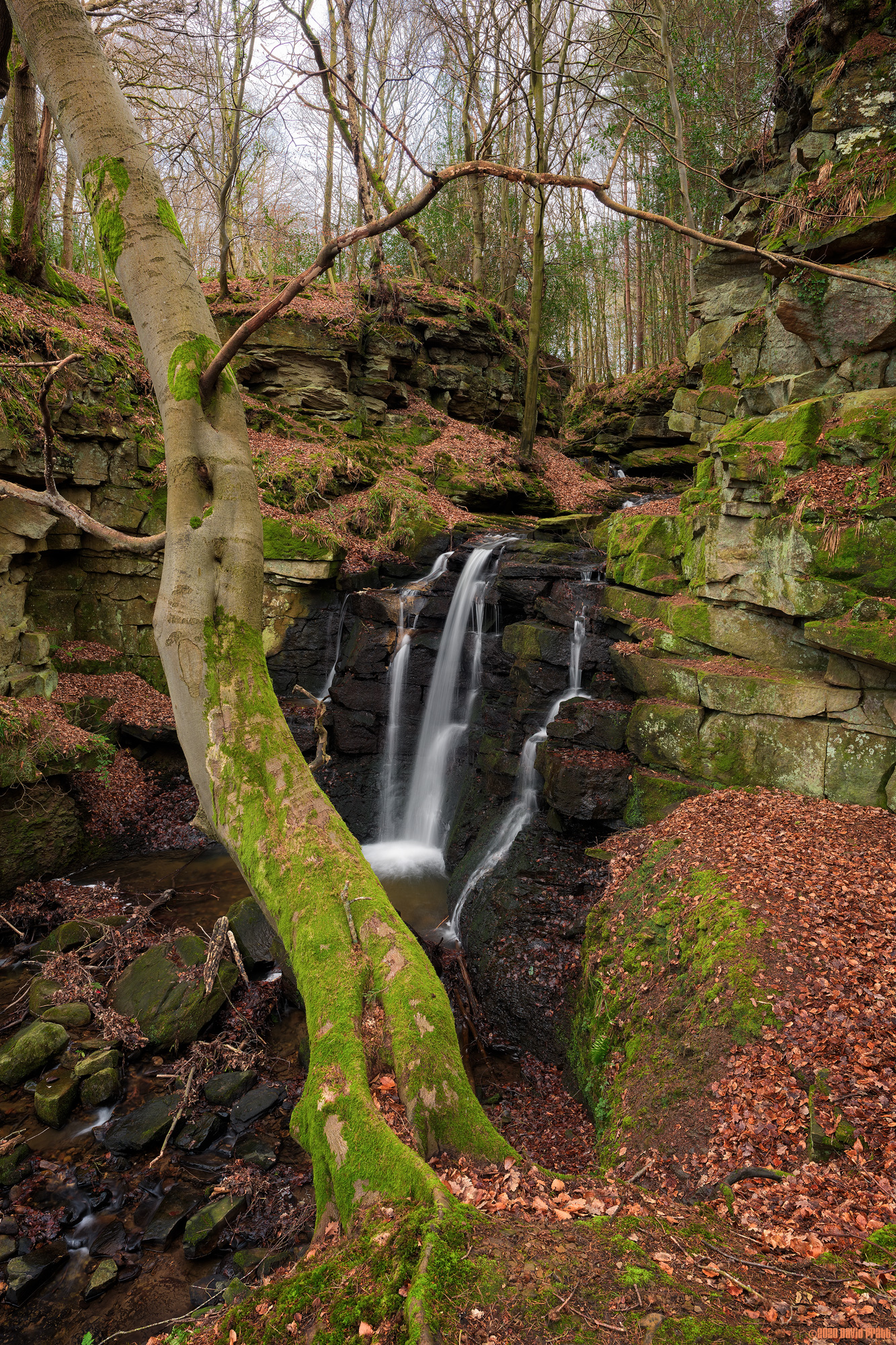 The Tree Over The Burn