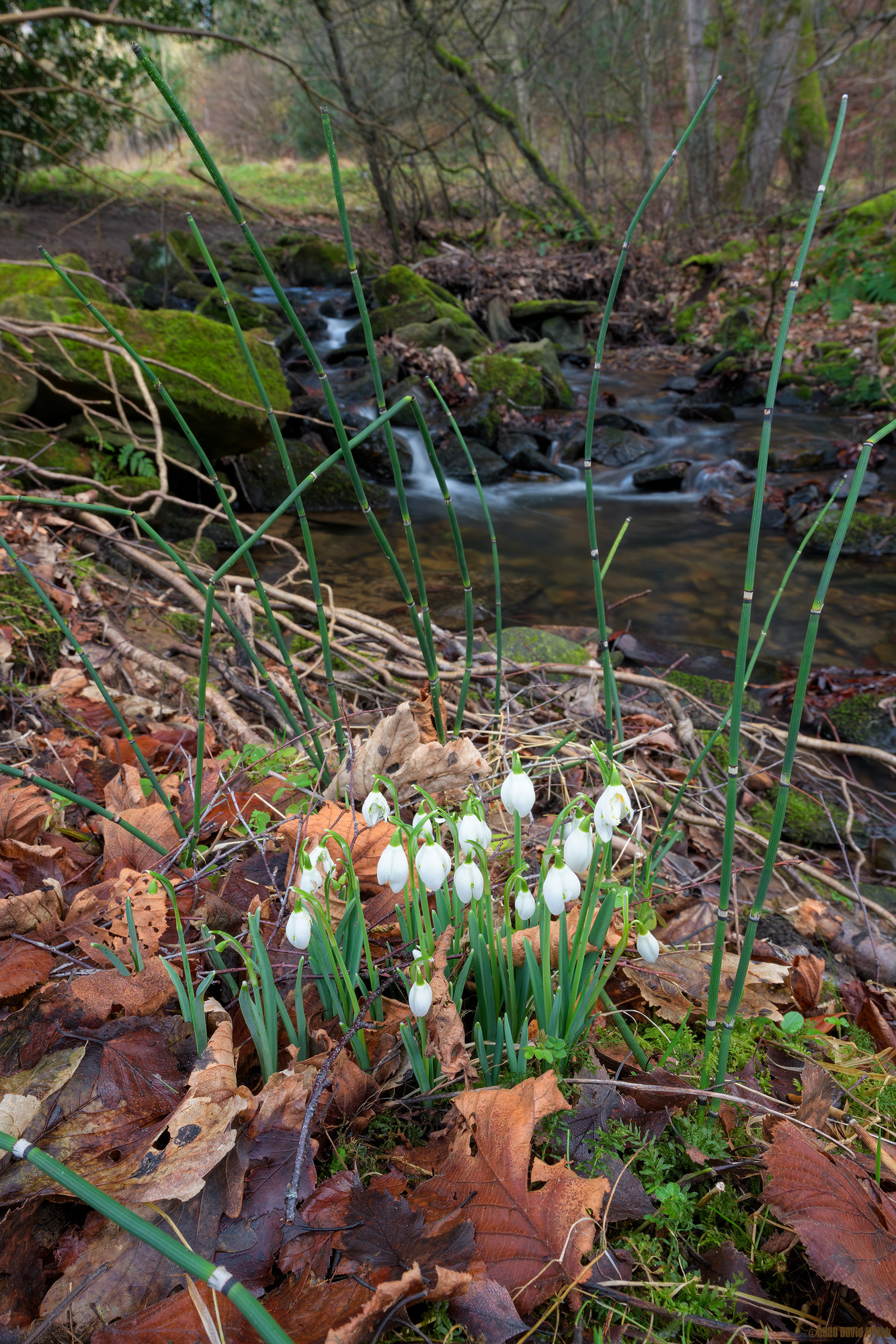 Snowdrops Signalling Spring