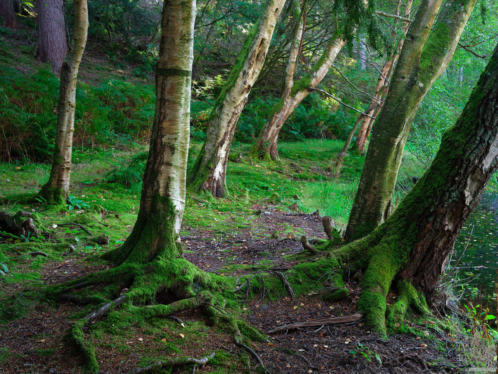 Slowly Gathering Moss [Explored 20/10/2025 #461]