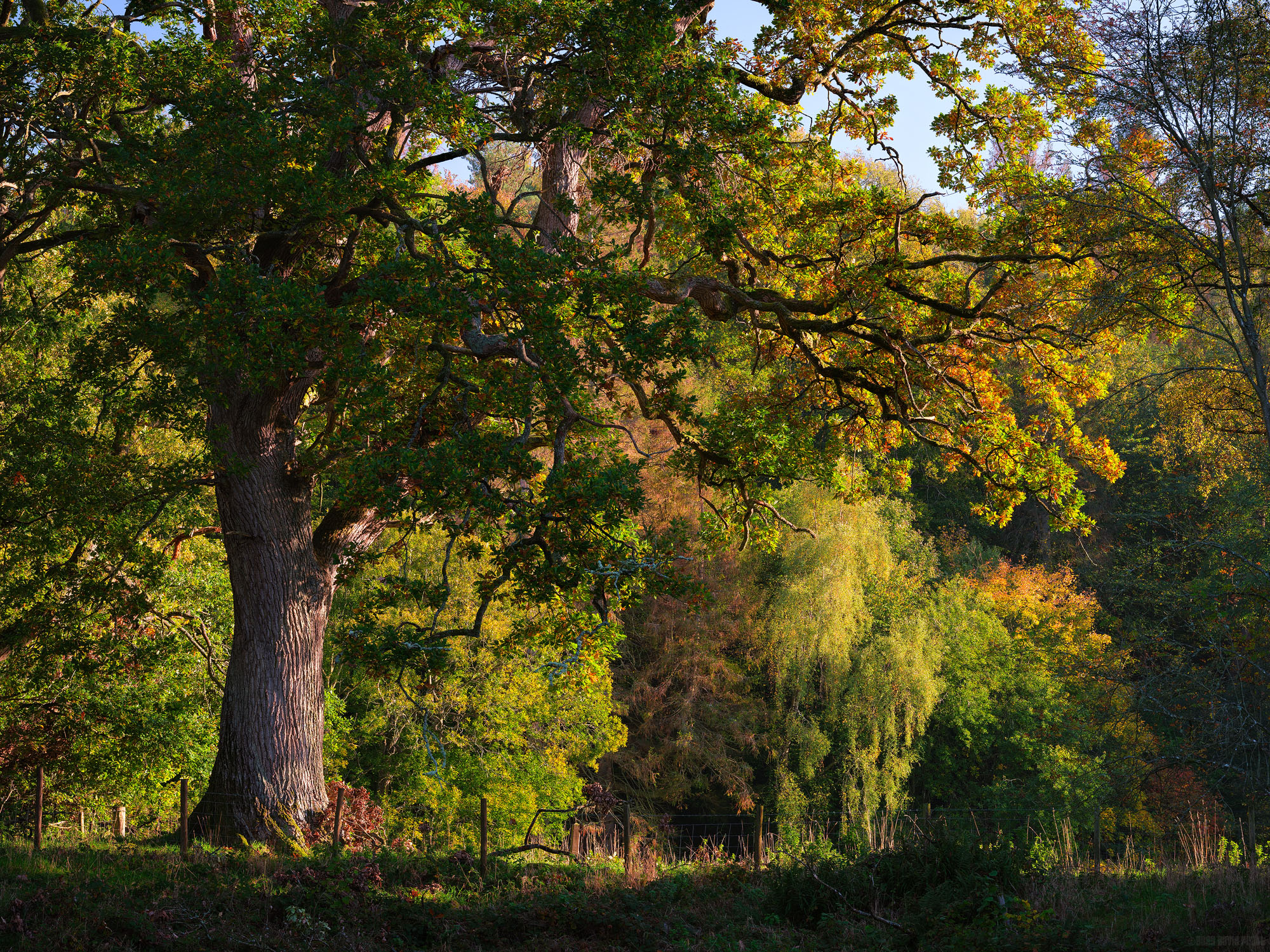 Leaves Flickering Like Flames