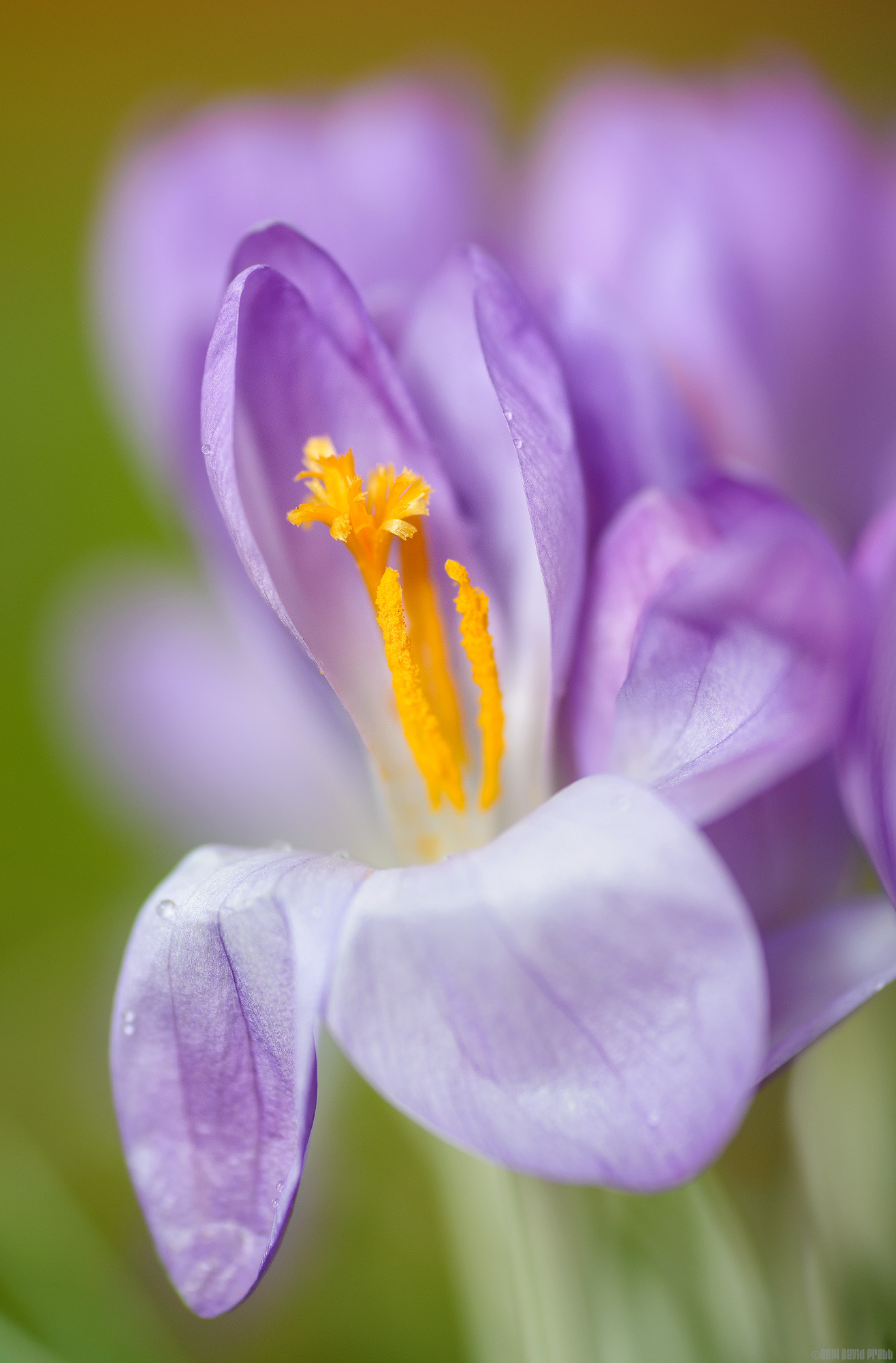The Softer Side Of Bamburgh