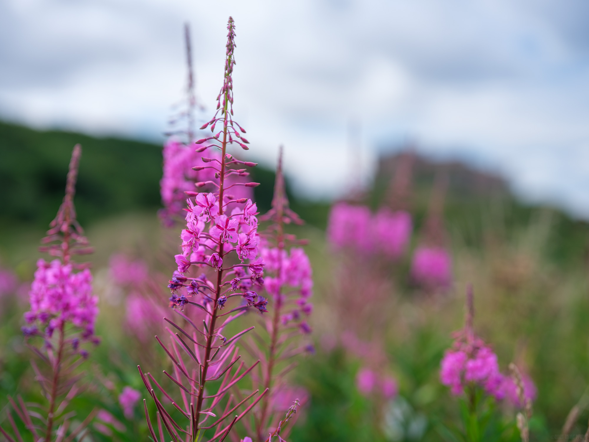Rosebay Willowherb