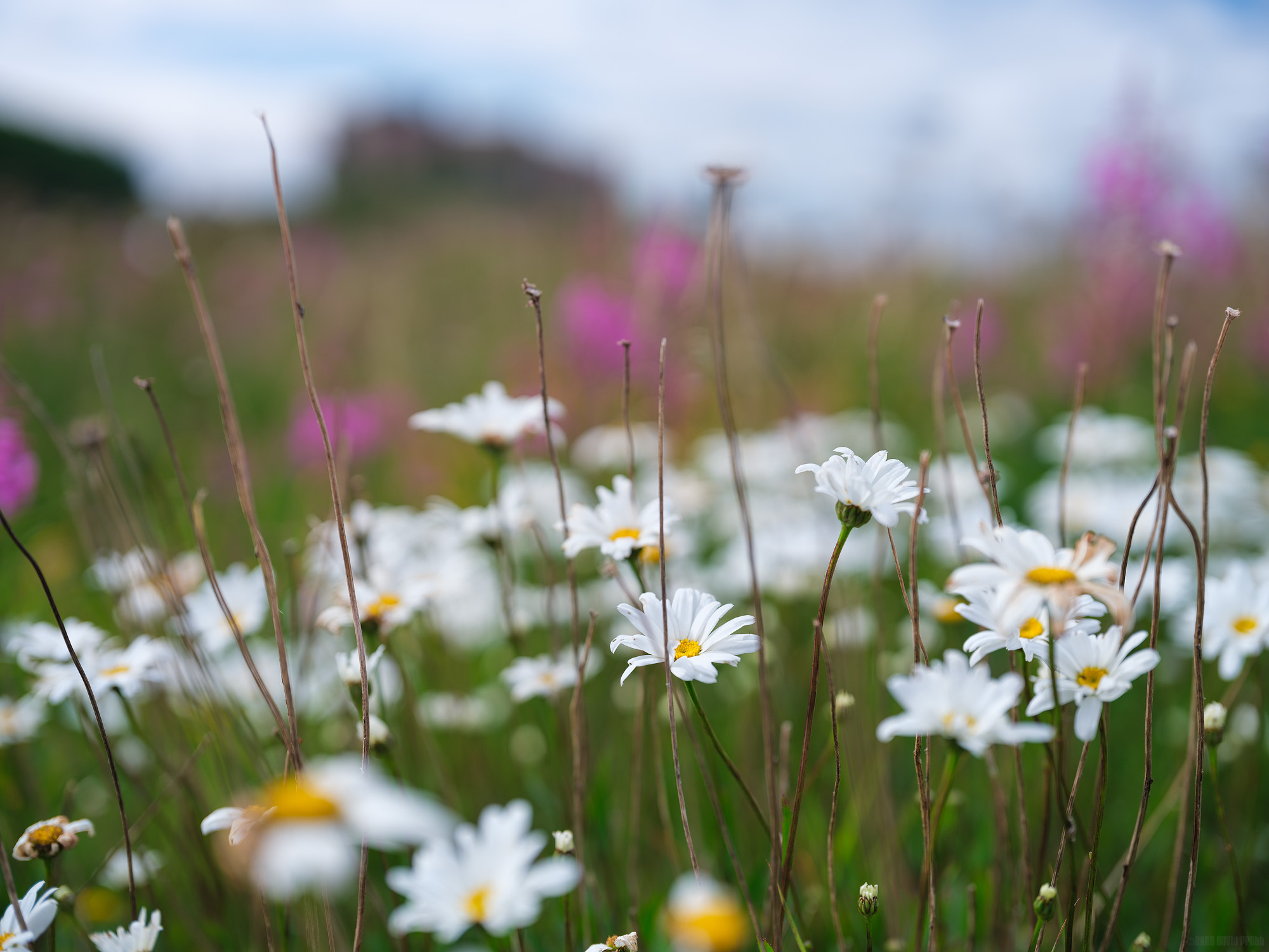 Oxeye Daisies