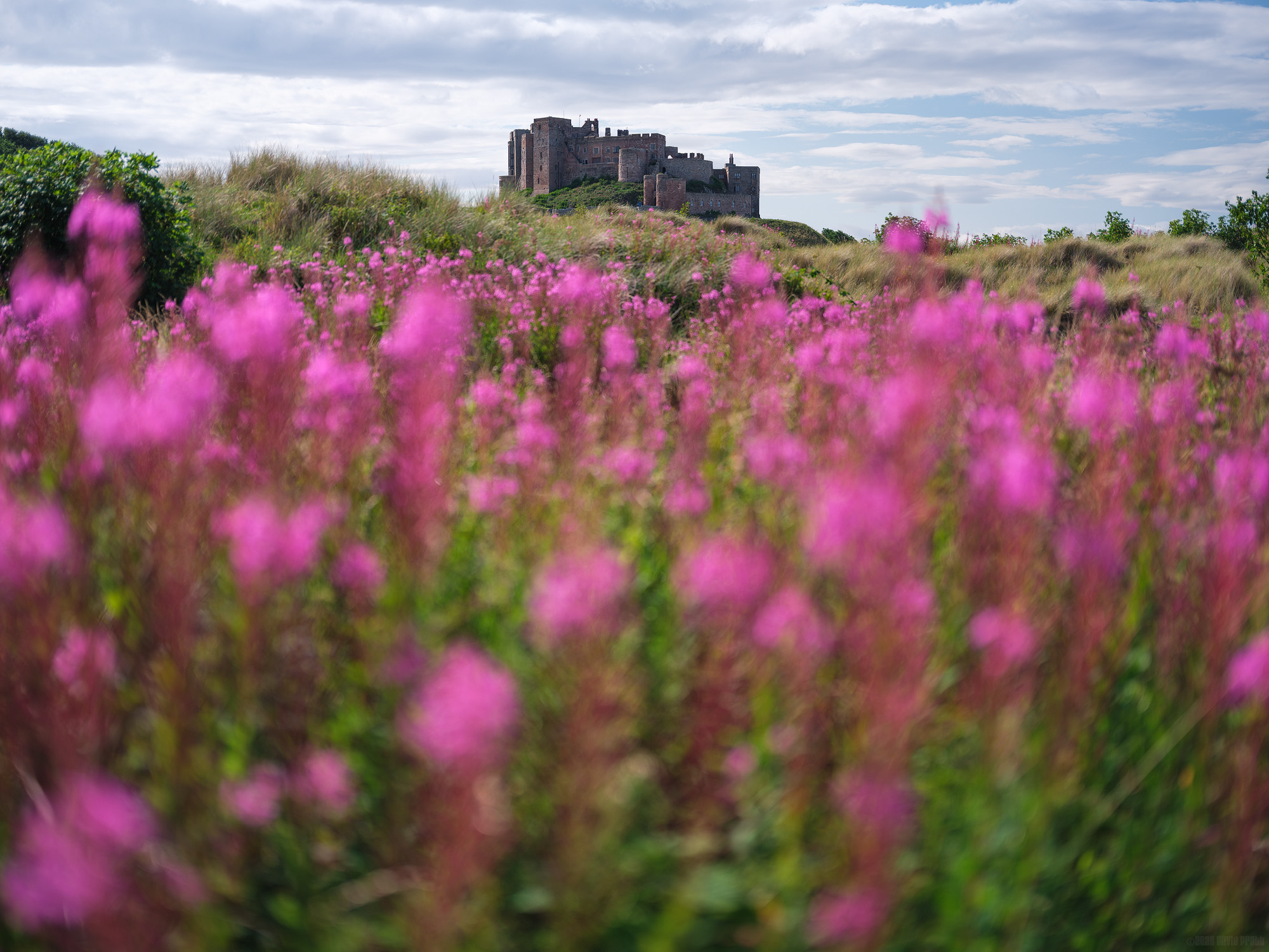 Rising From The Dunes