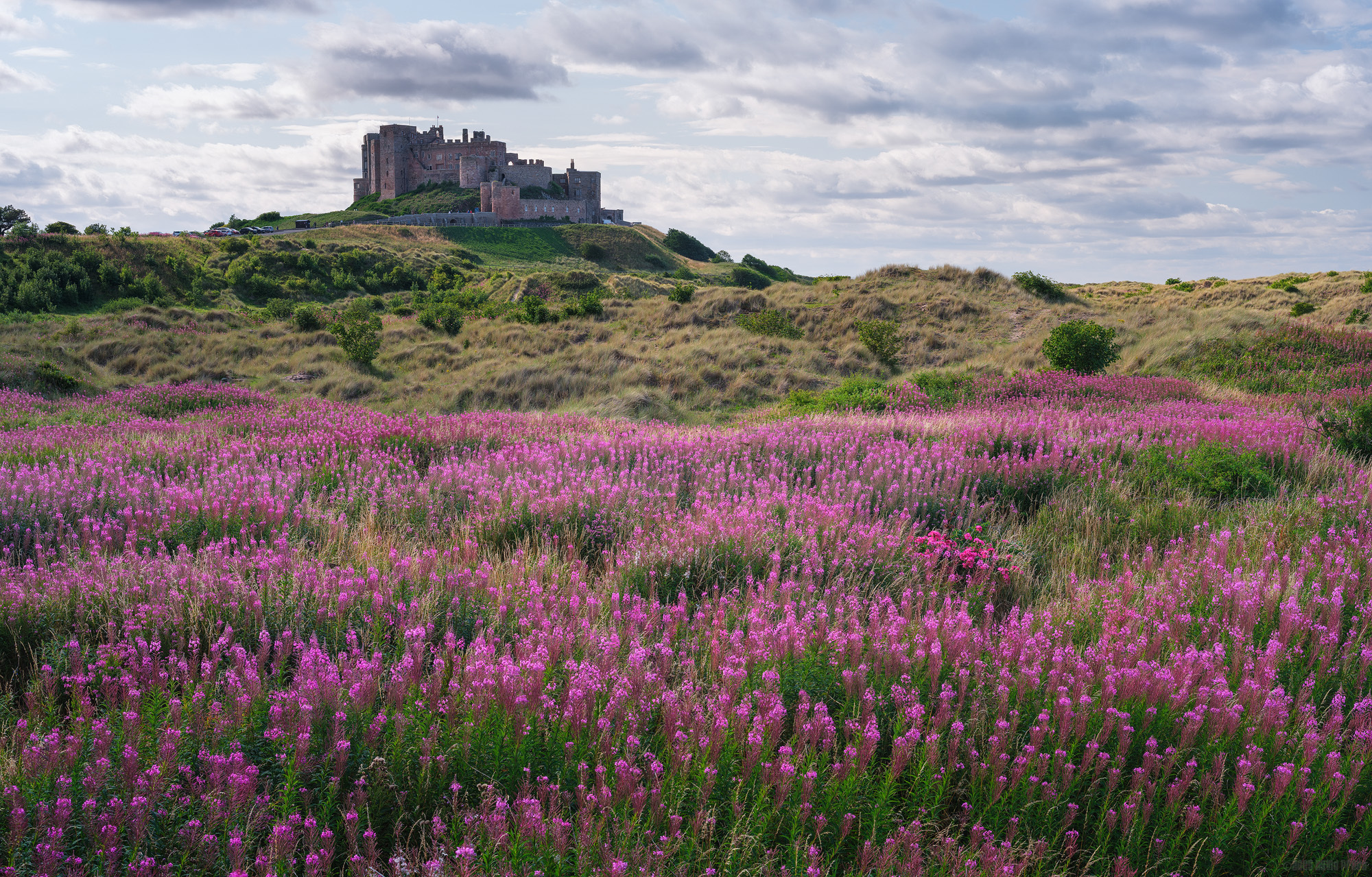 Looking Out Over The Willowherb