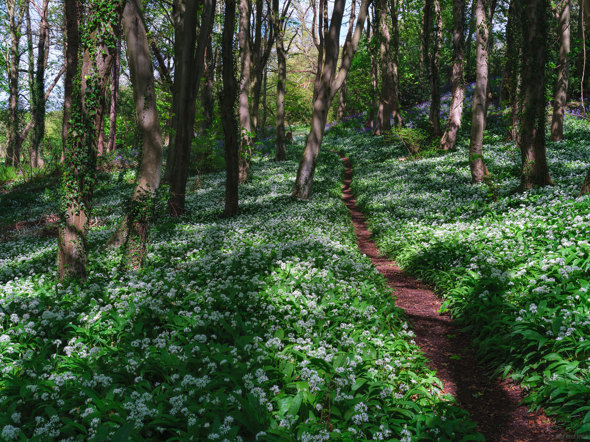 Through The Garlic To The Bluebells