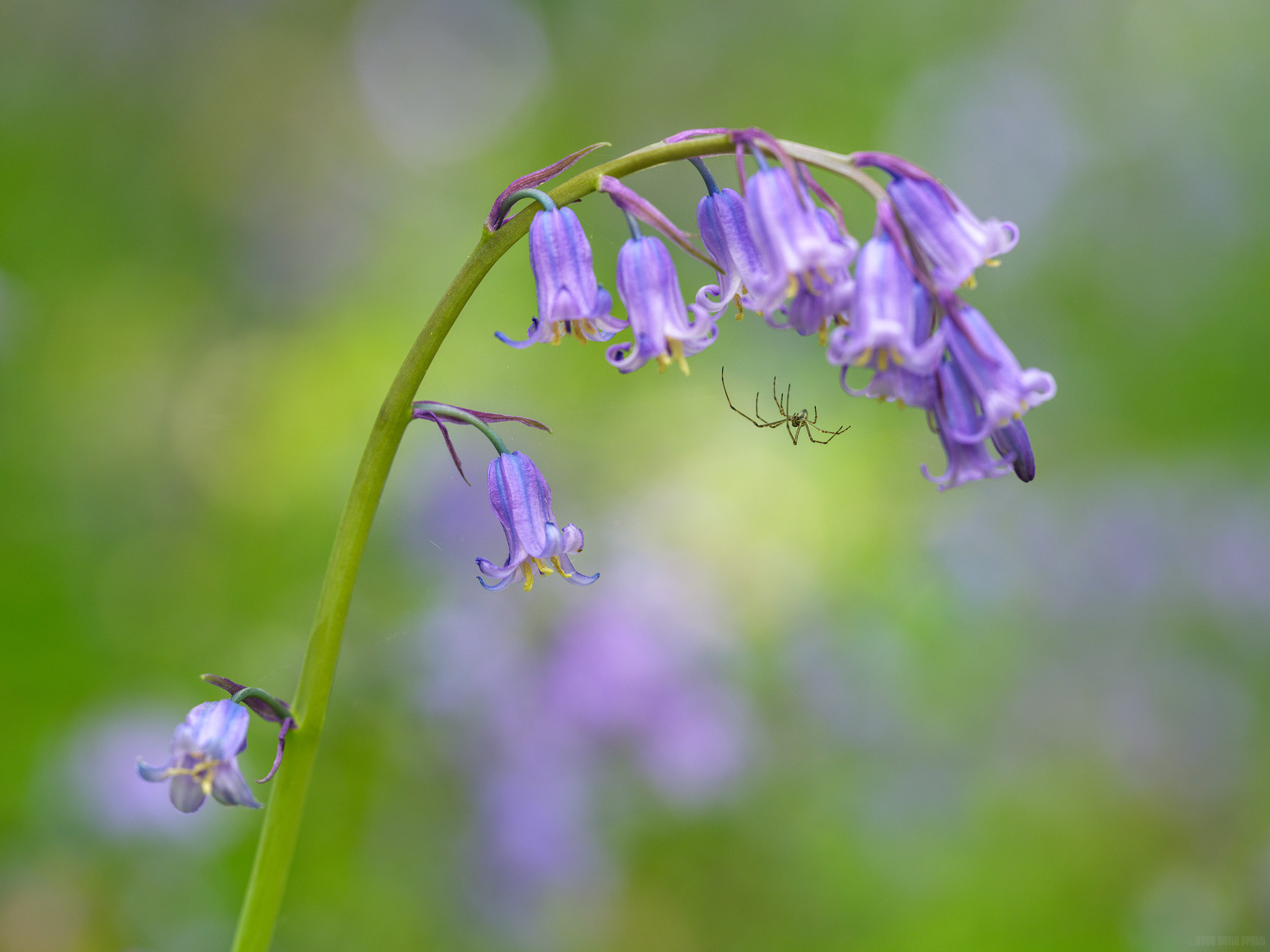 Dangling Beneath The Bluebells
