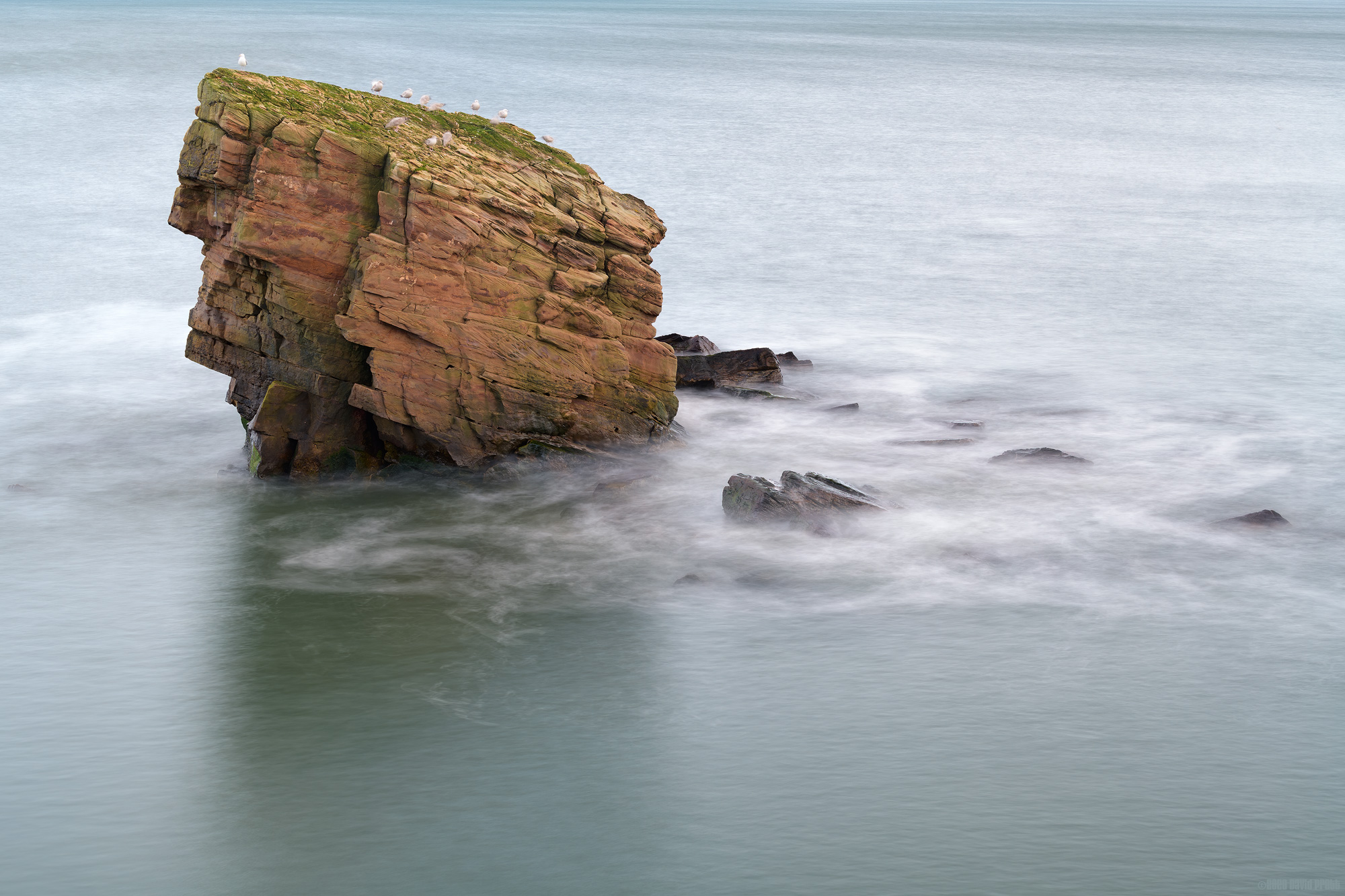 The Garden In The Sea