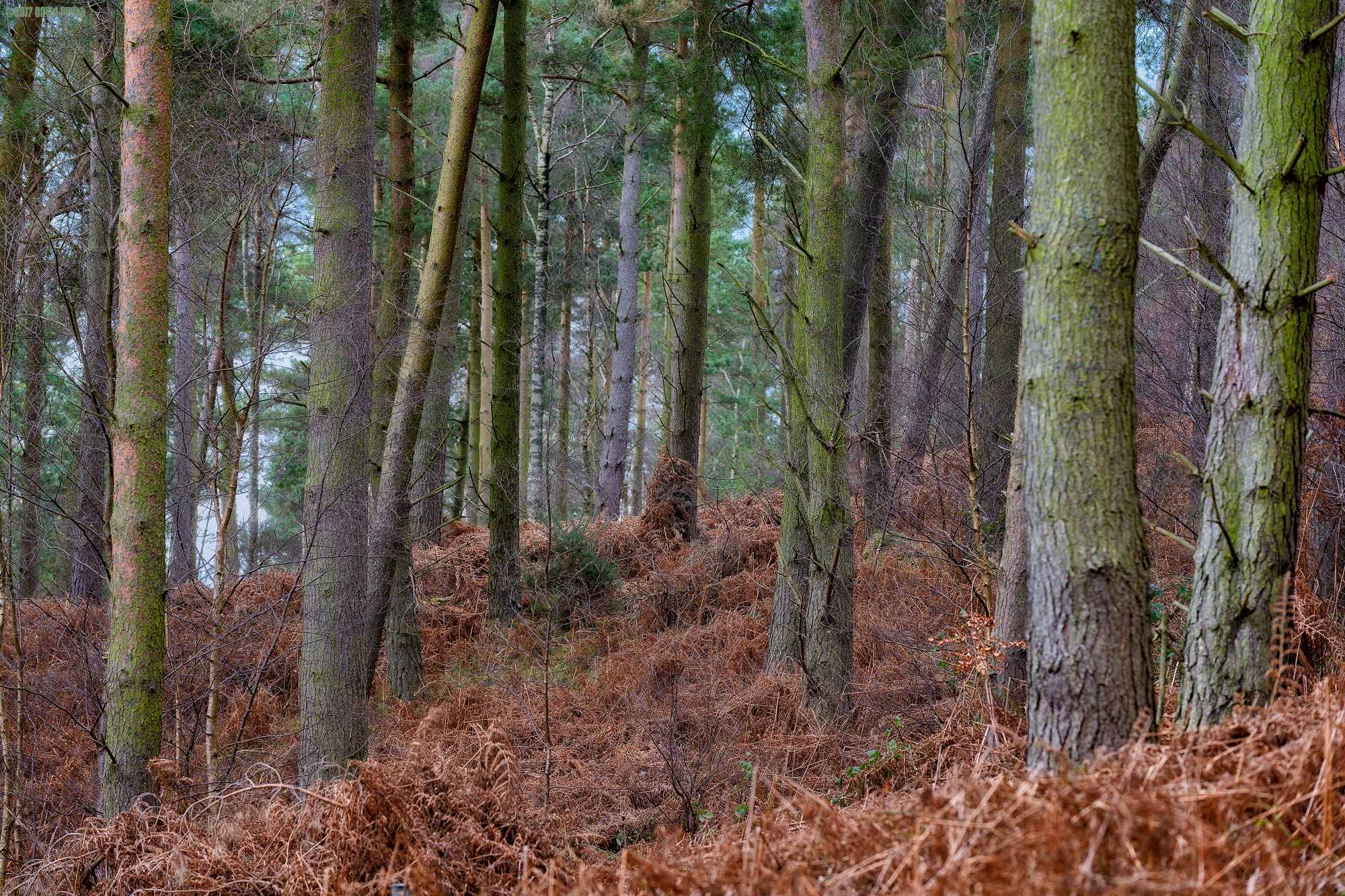 Sandybank Plantation