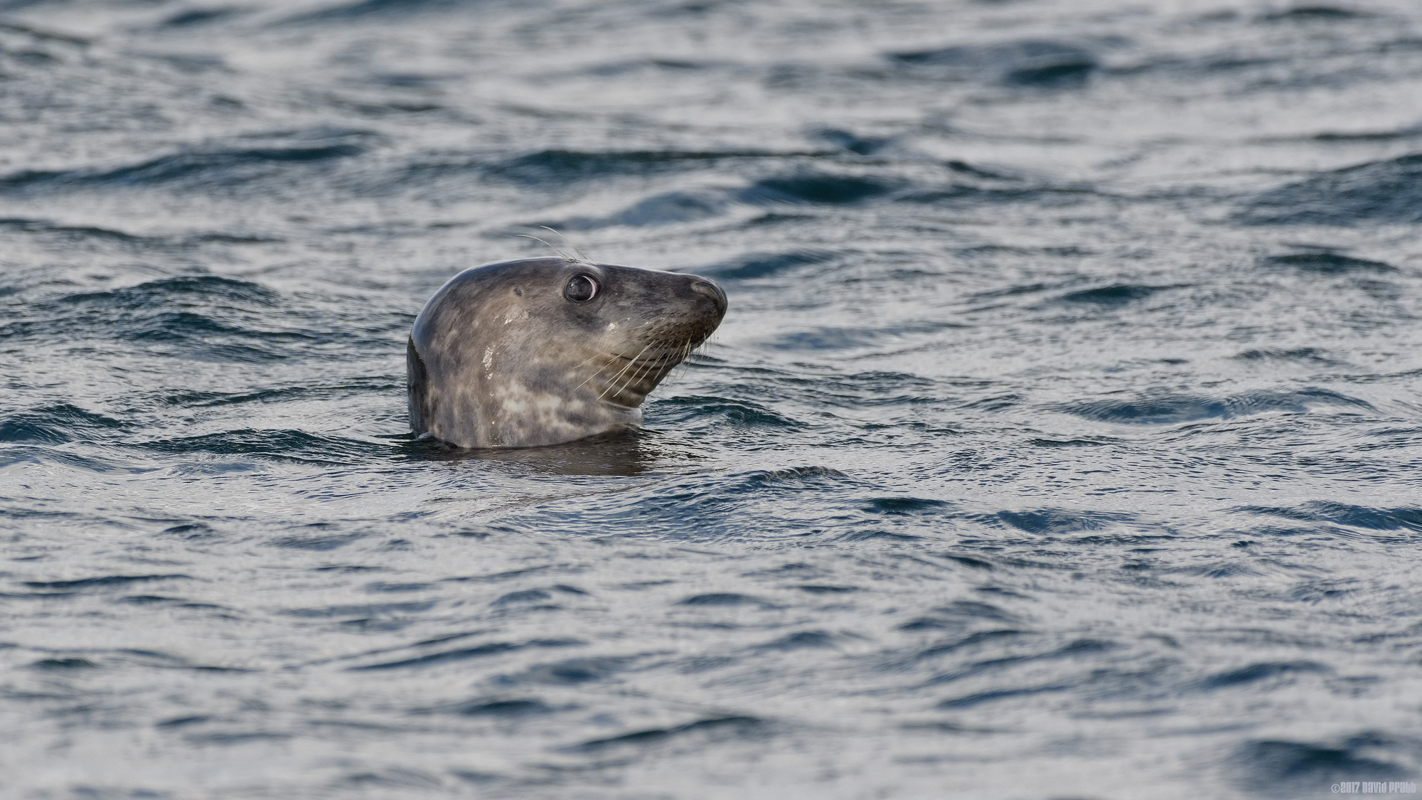 Do You Think He Saw Me?