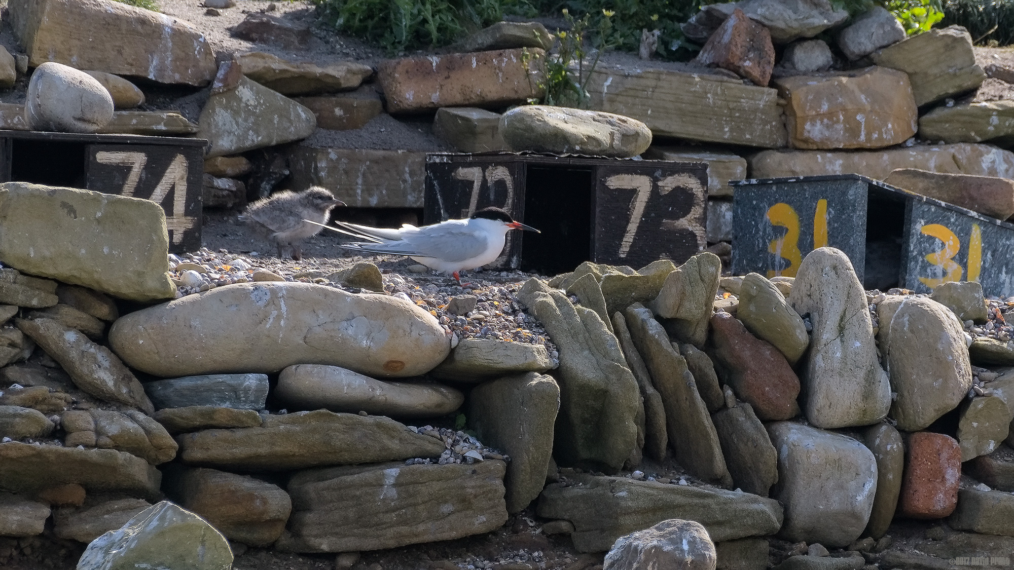 Roseate Tern and Chick