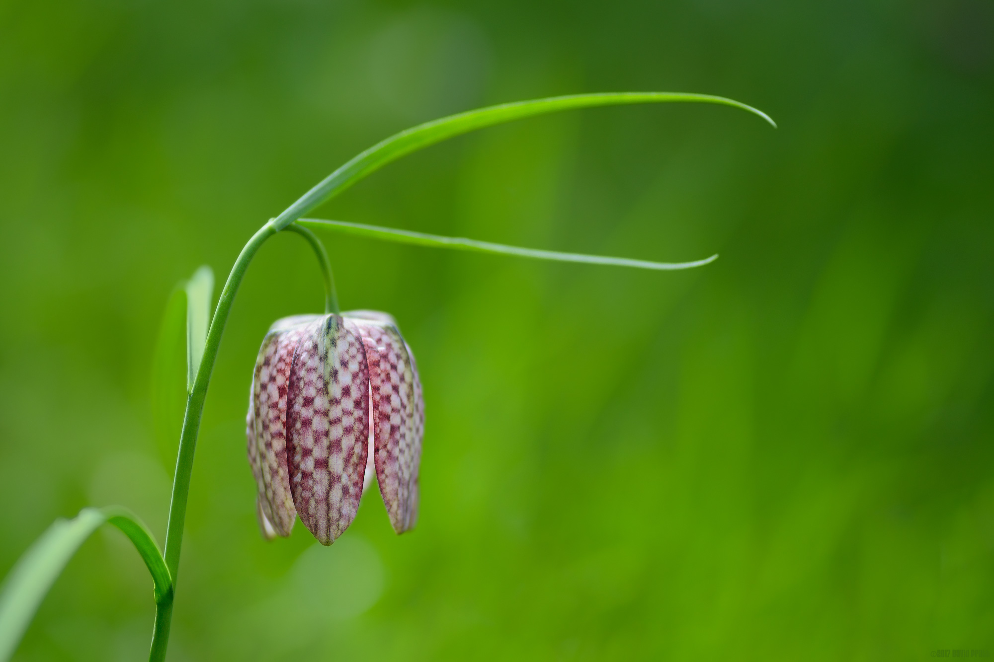 Snake's Head Fritillary