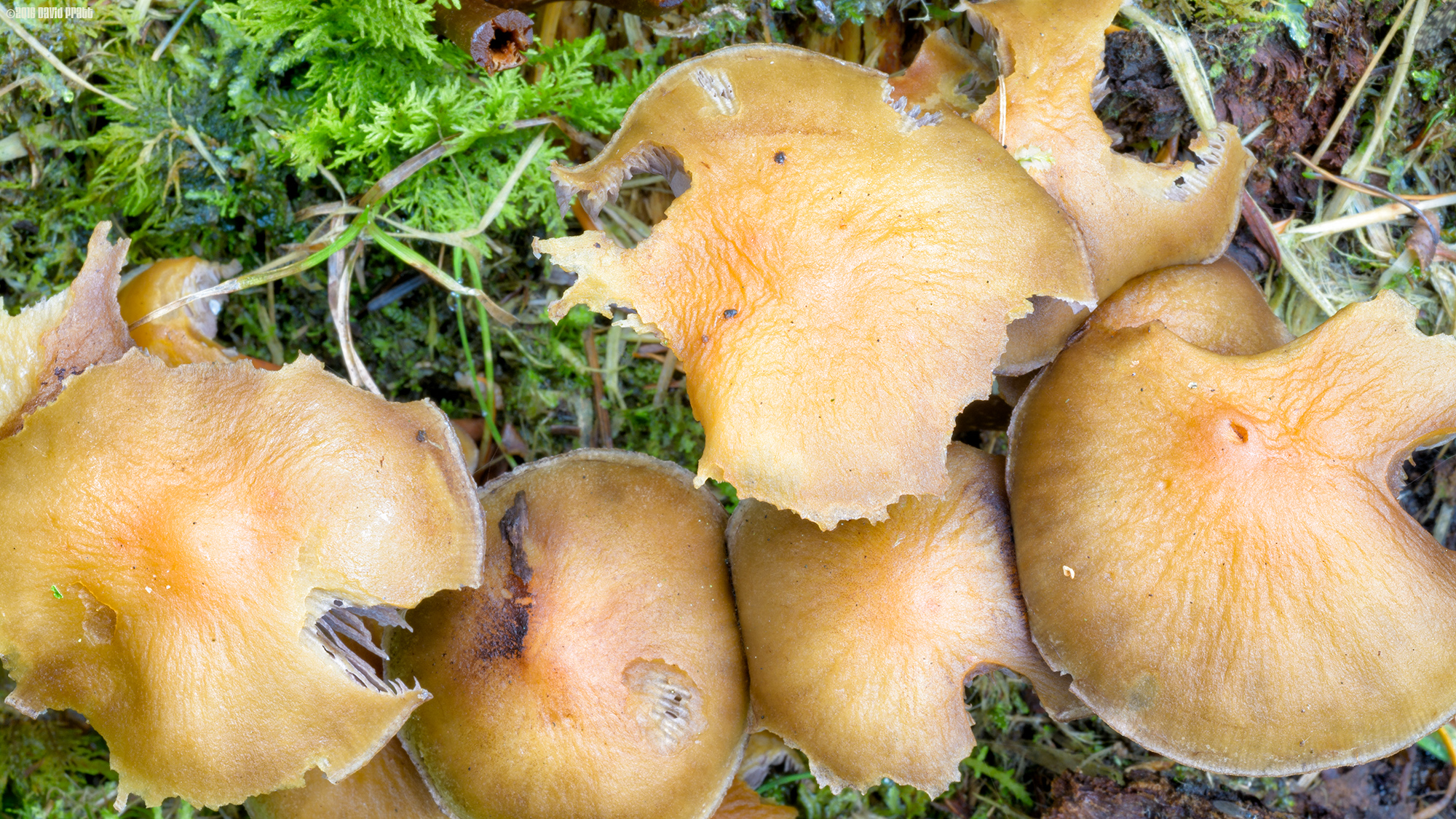 Best Before End Nov 2016