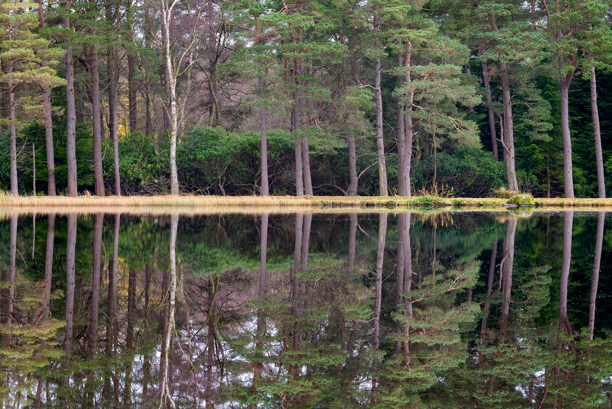 Nelly's Moss North Lake