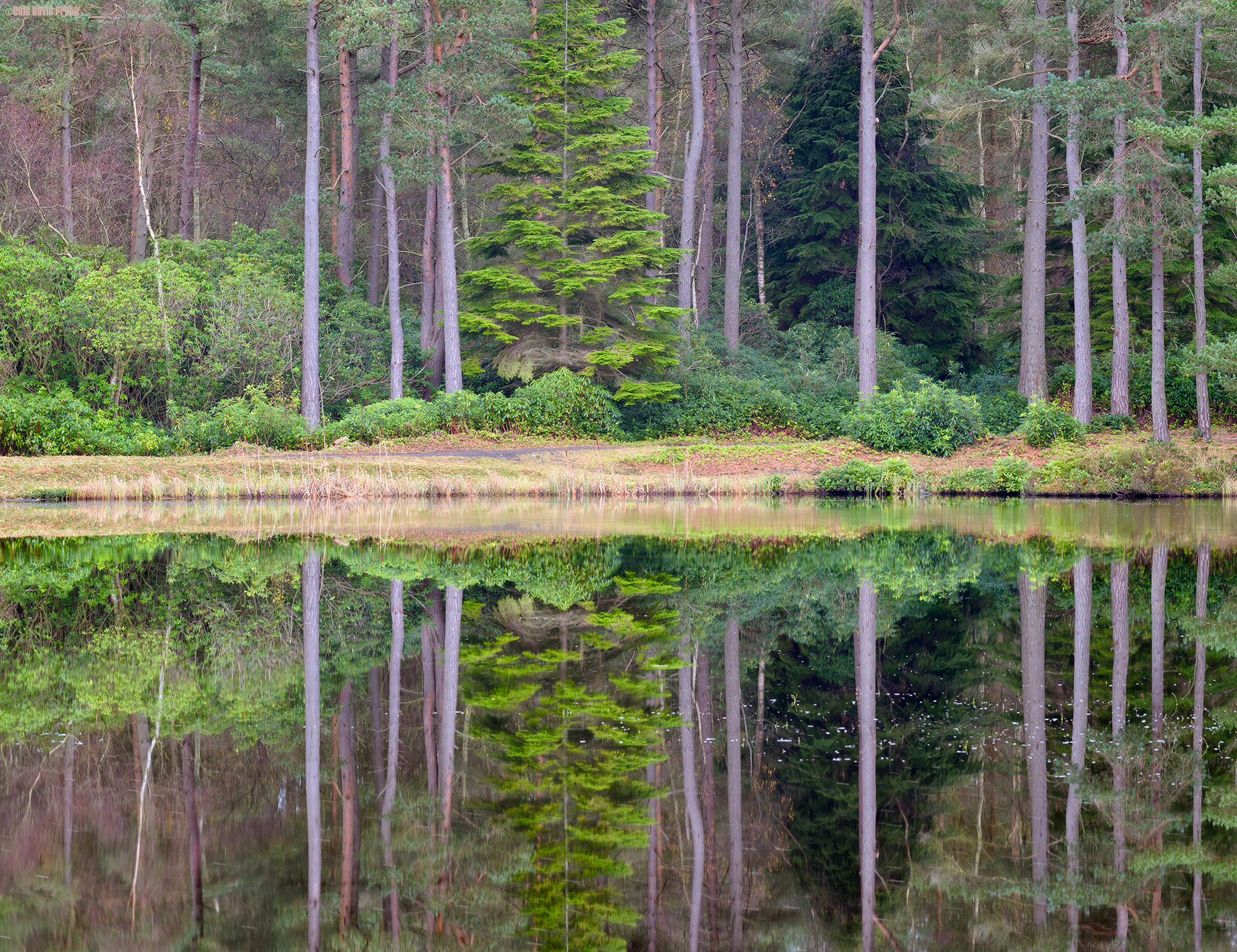 Holding On To Their Leaves