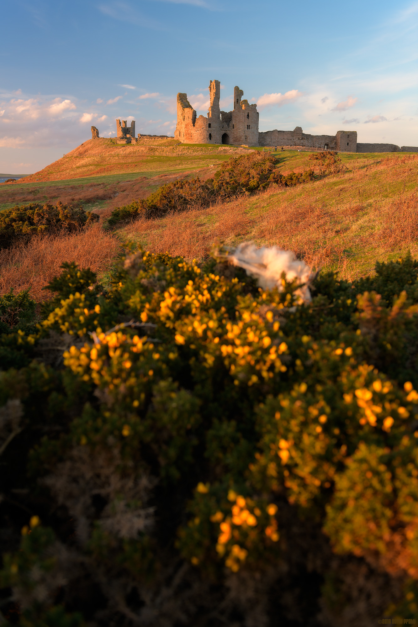 Dunstanburgh Gorse