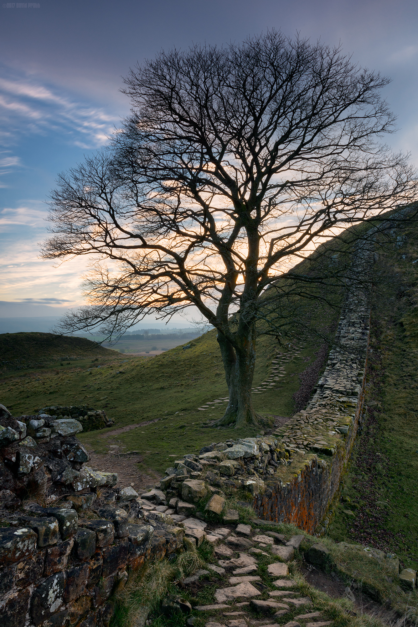 The Tree And The Wall