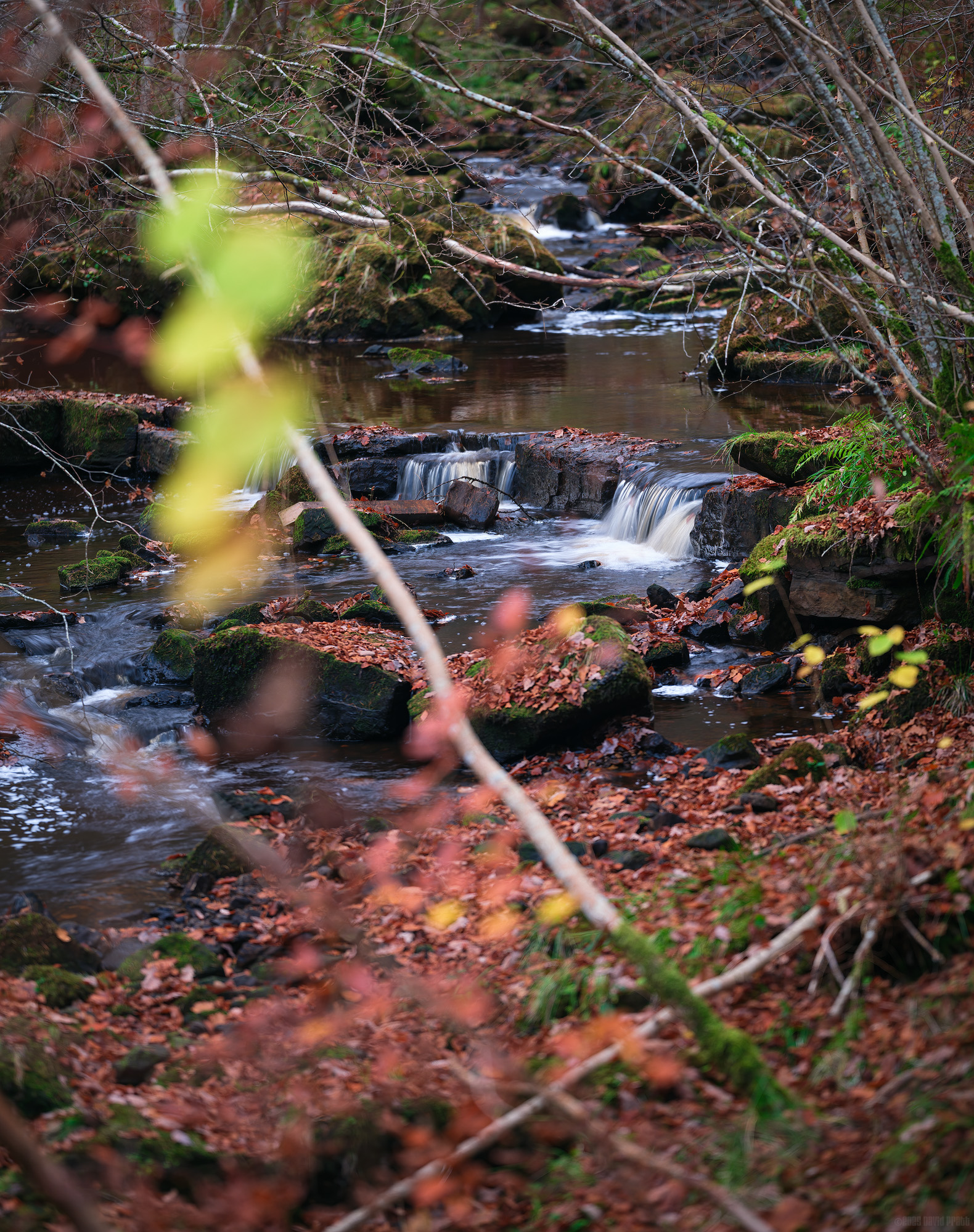 A Glimpse Of Hareshaw Burn