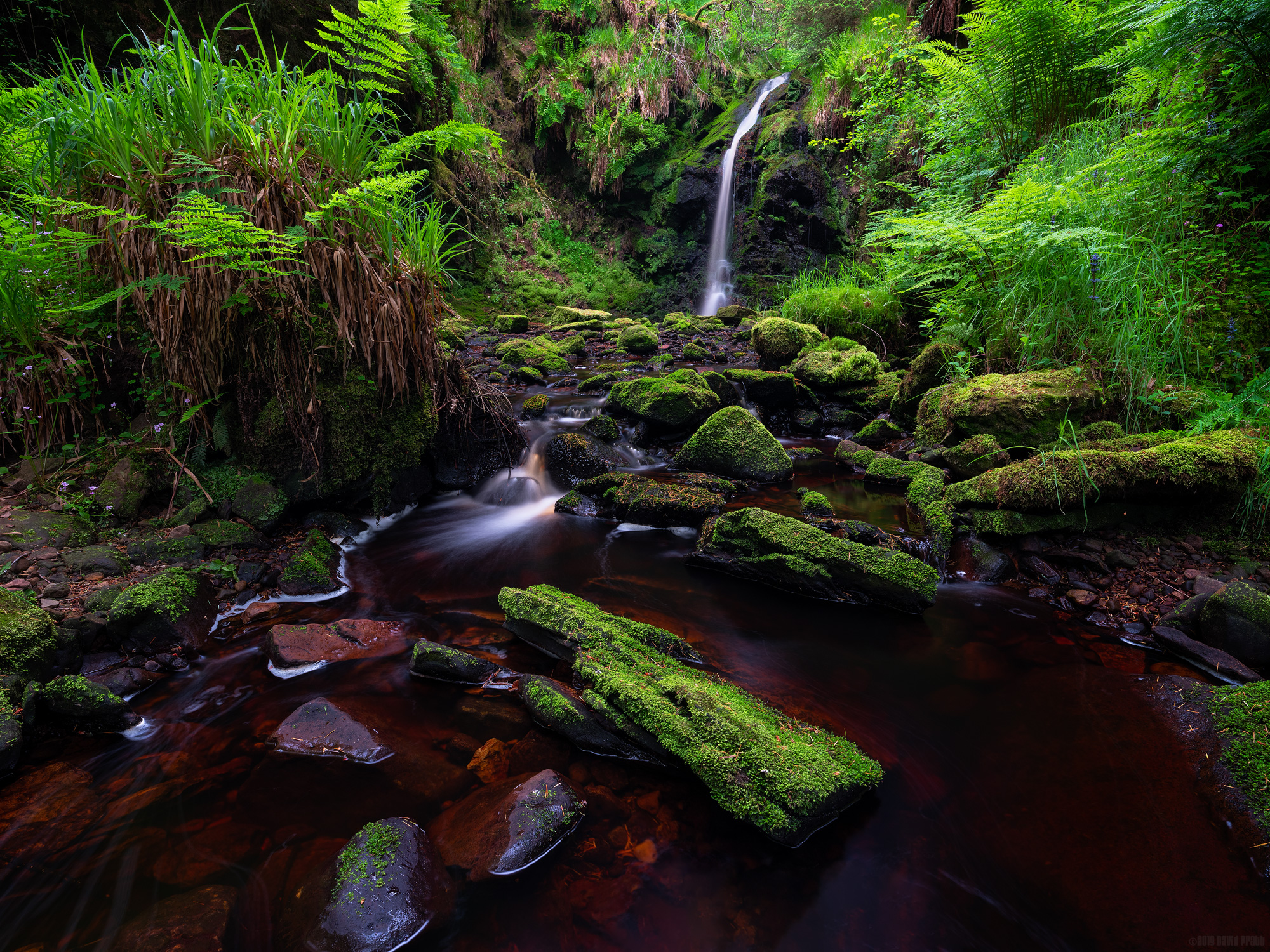 In Amongst The Undergrowth