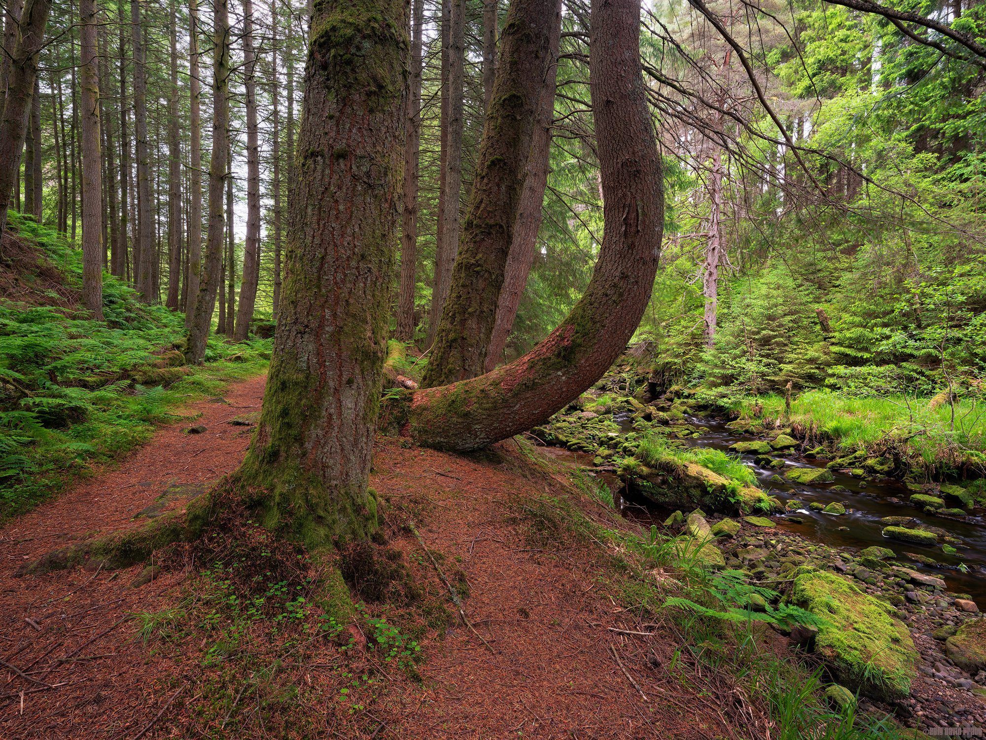 Hindhope Linn Walking Trail
