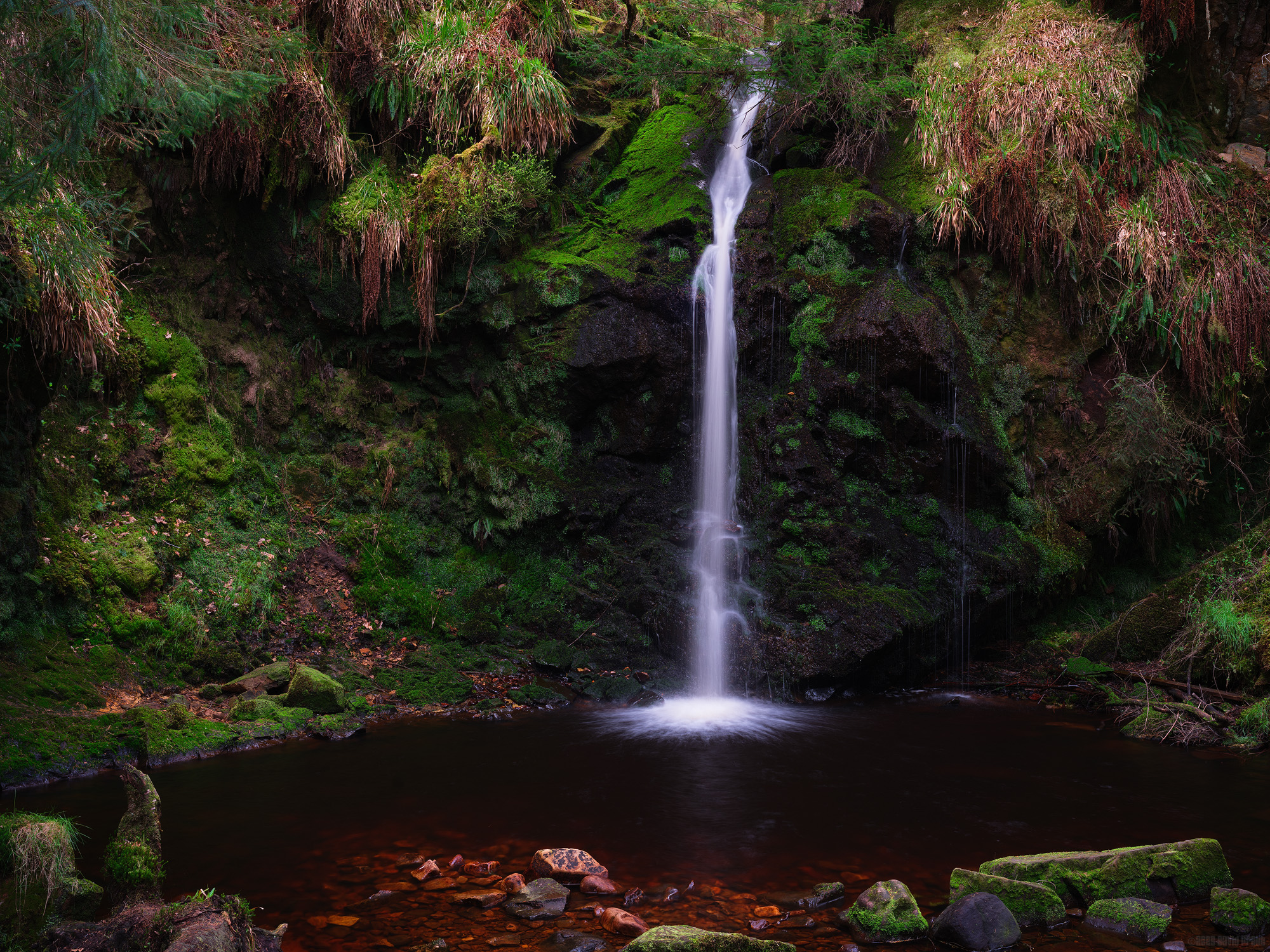 The Star Of The Show