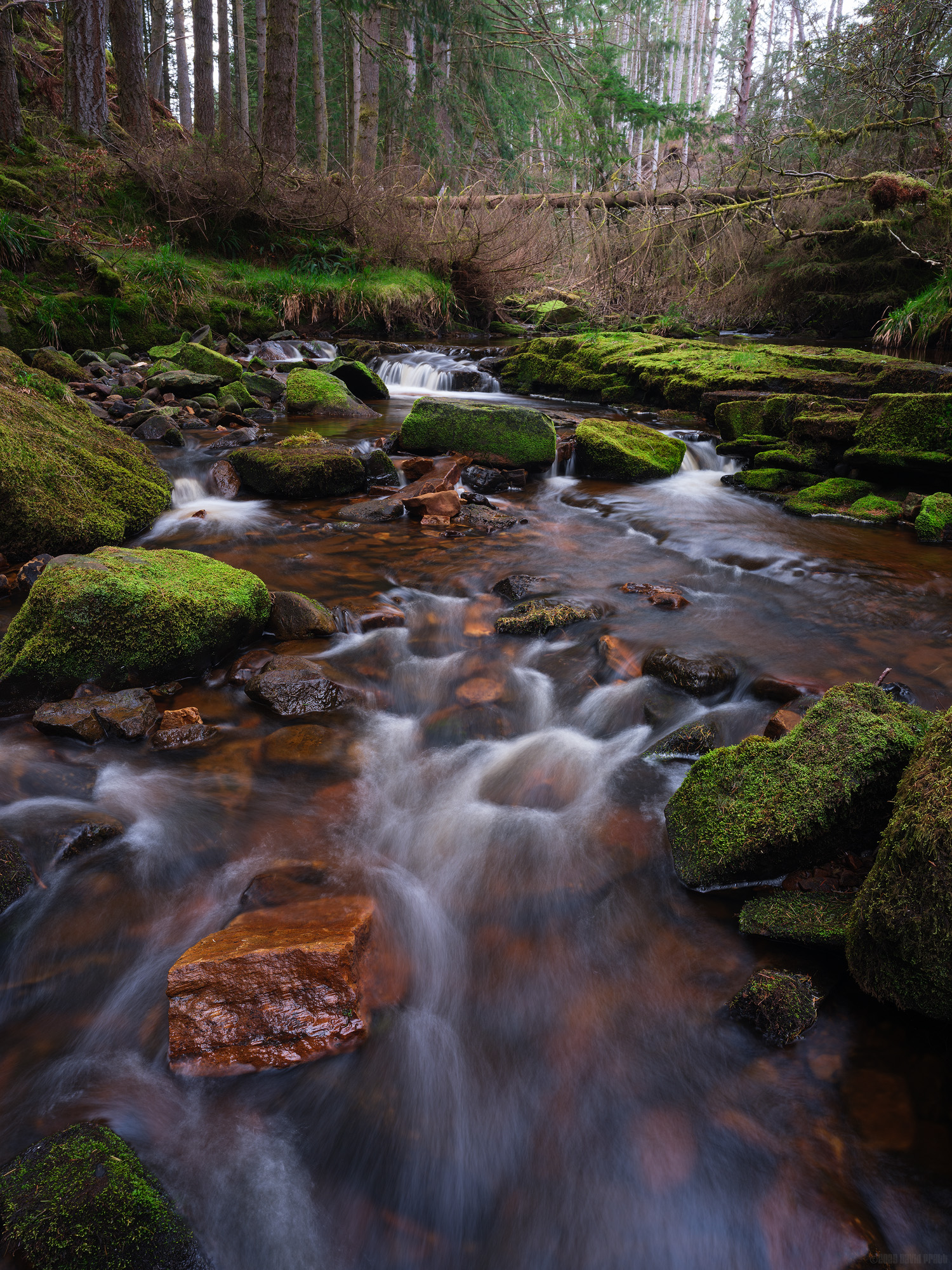 Only A Few Stones Without Moss