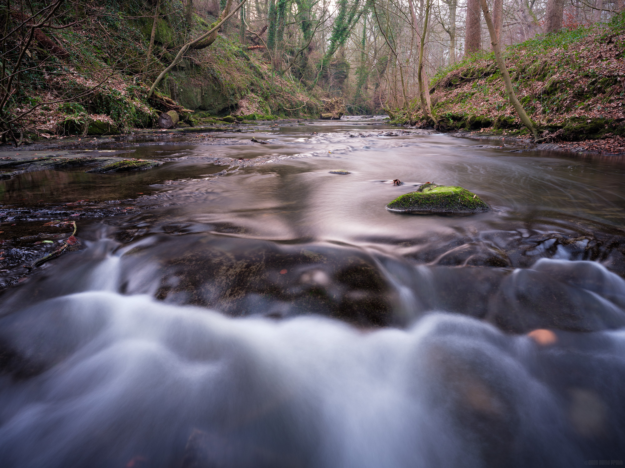 Flowing Through Holywell Dene