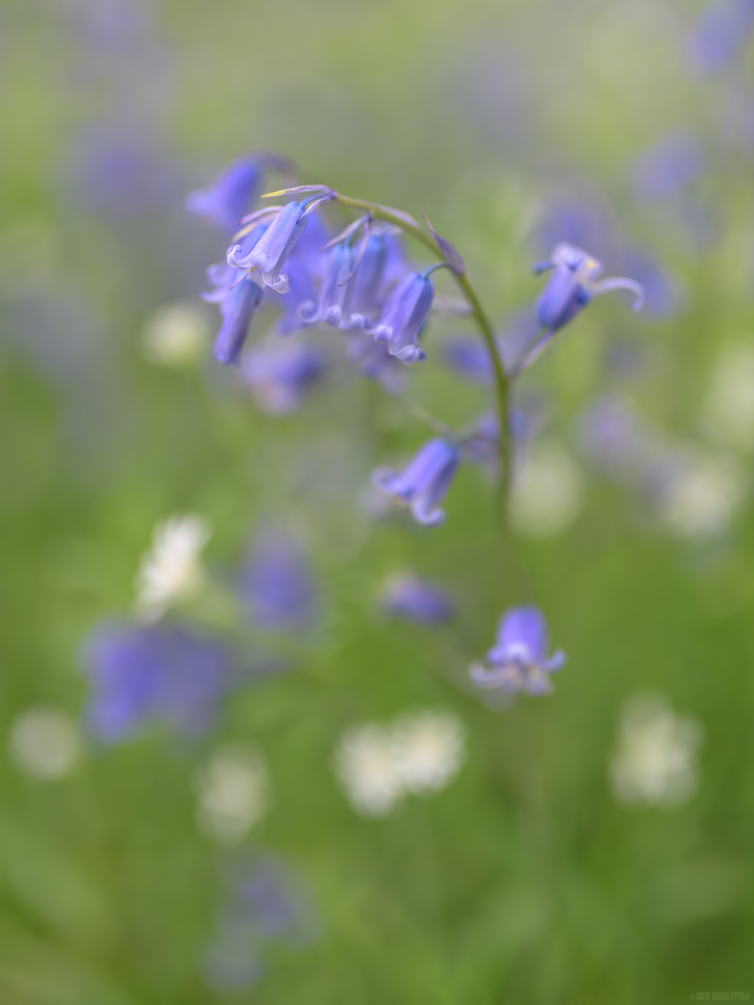 Bluebell Dream