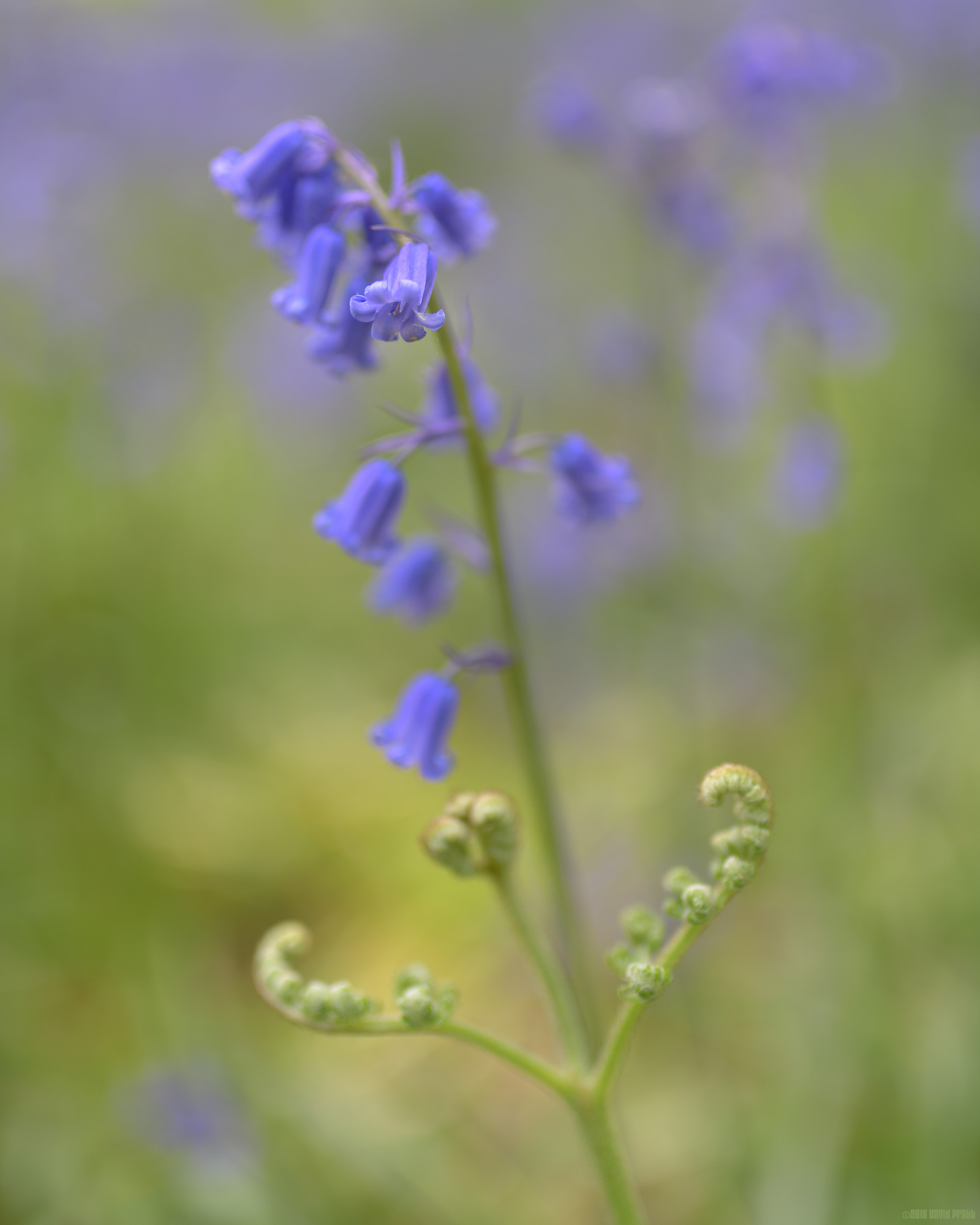 Wild English Bluebells