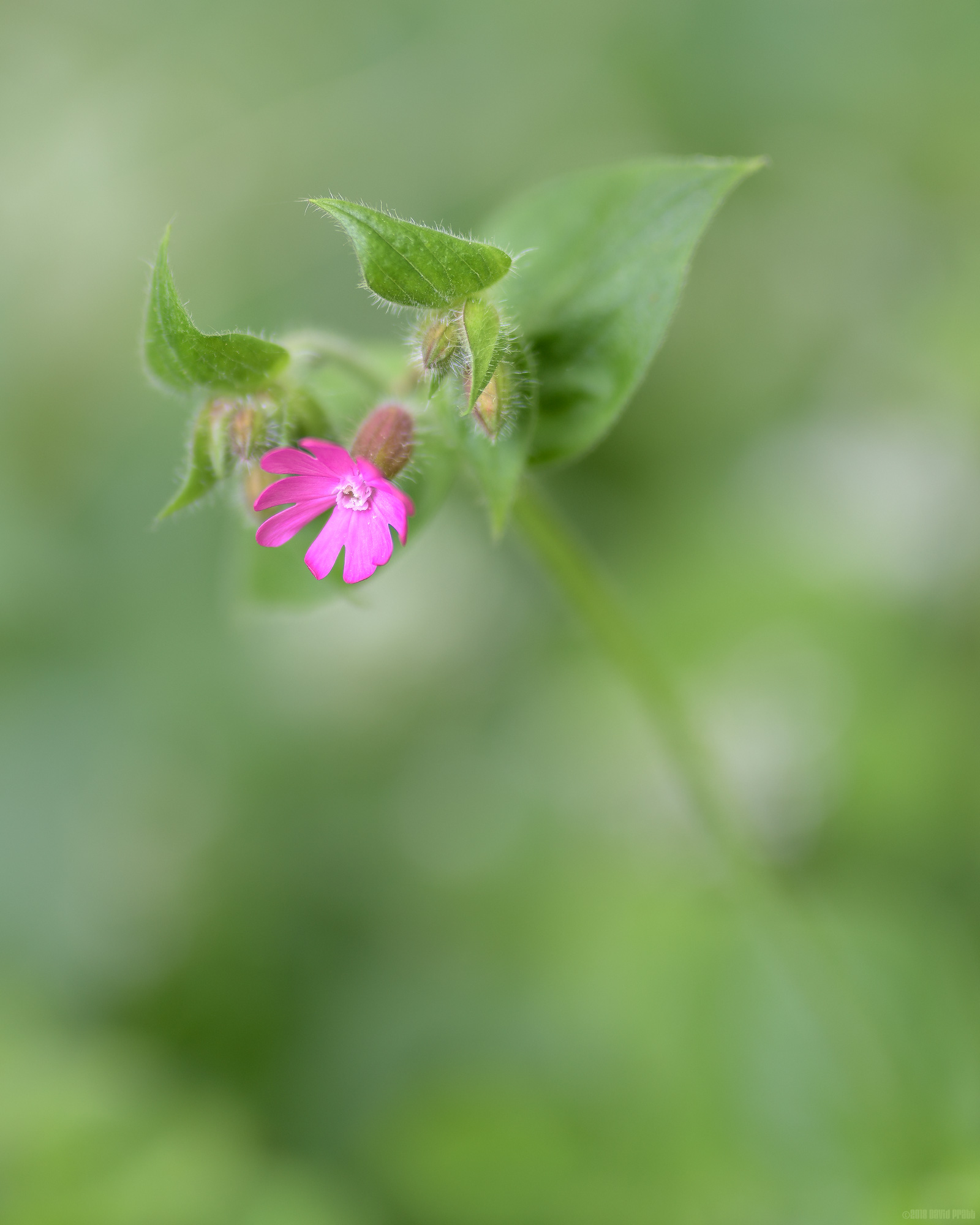 Red Campion
