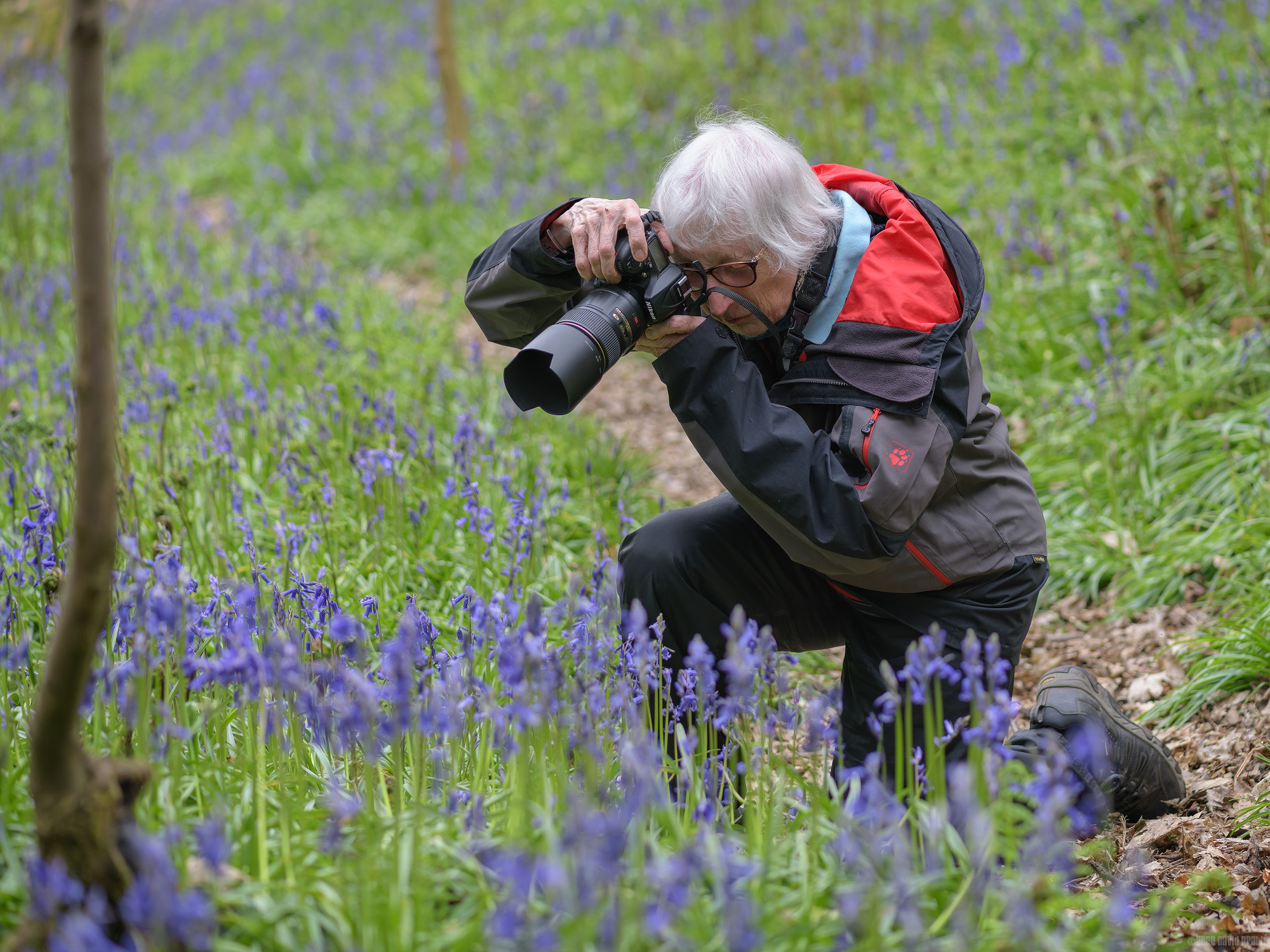 Shooting Bluebells