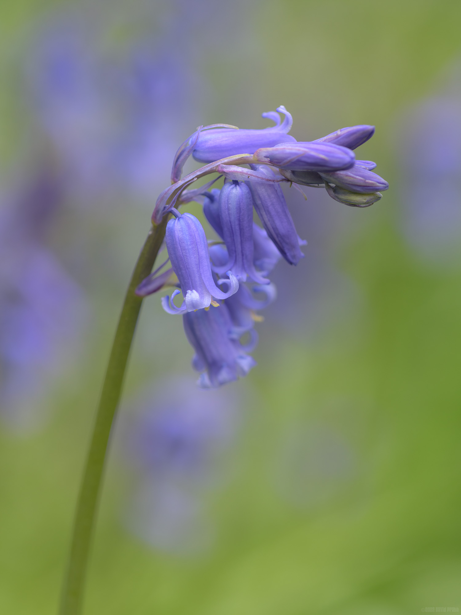 A Bunch Of Bluebells