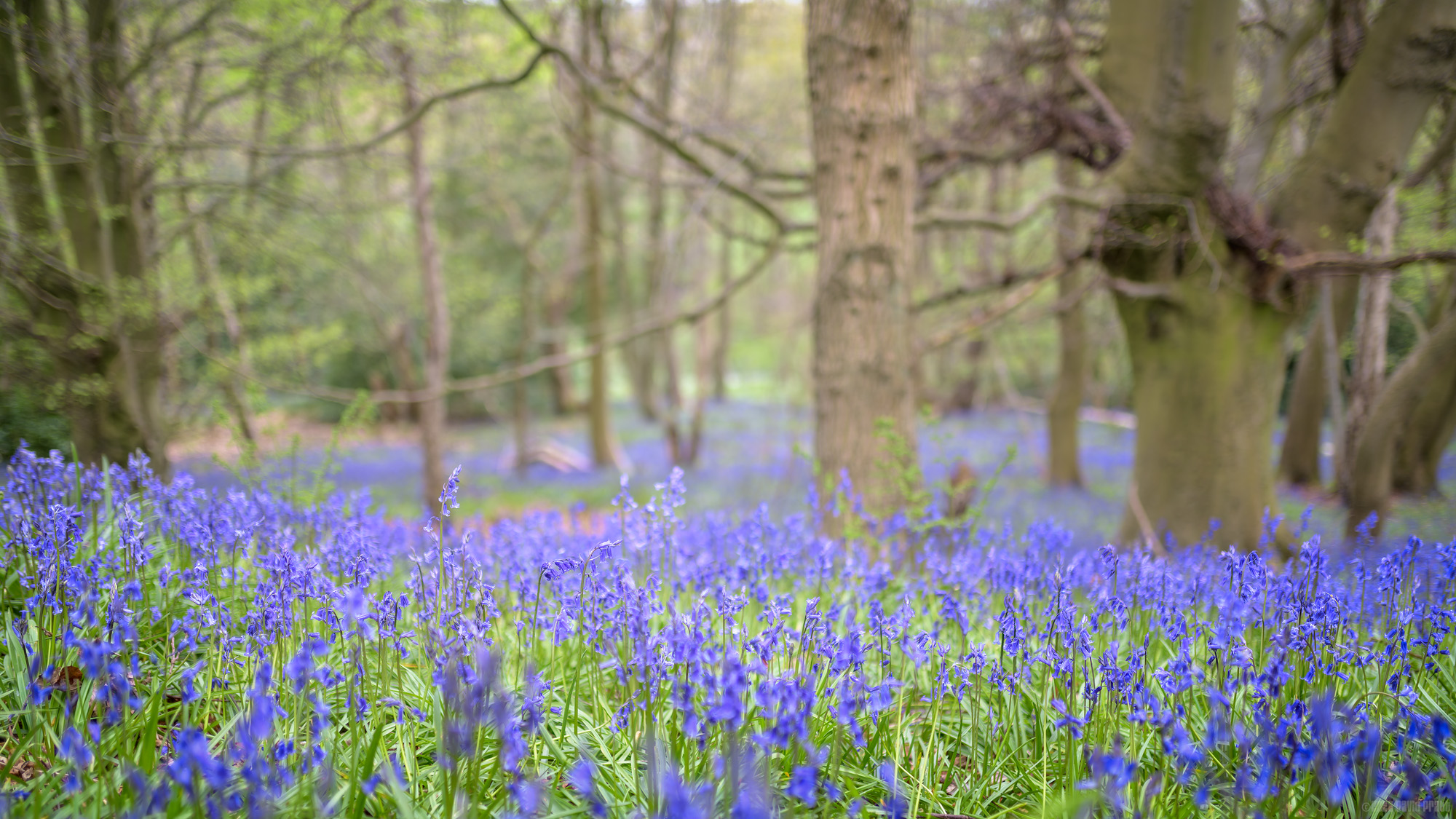 Bluebell Carpet