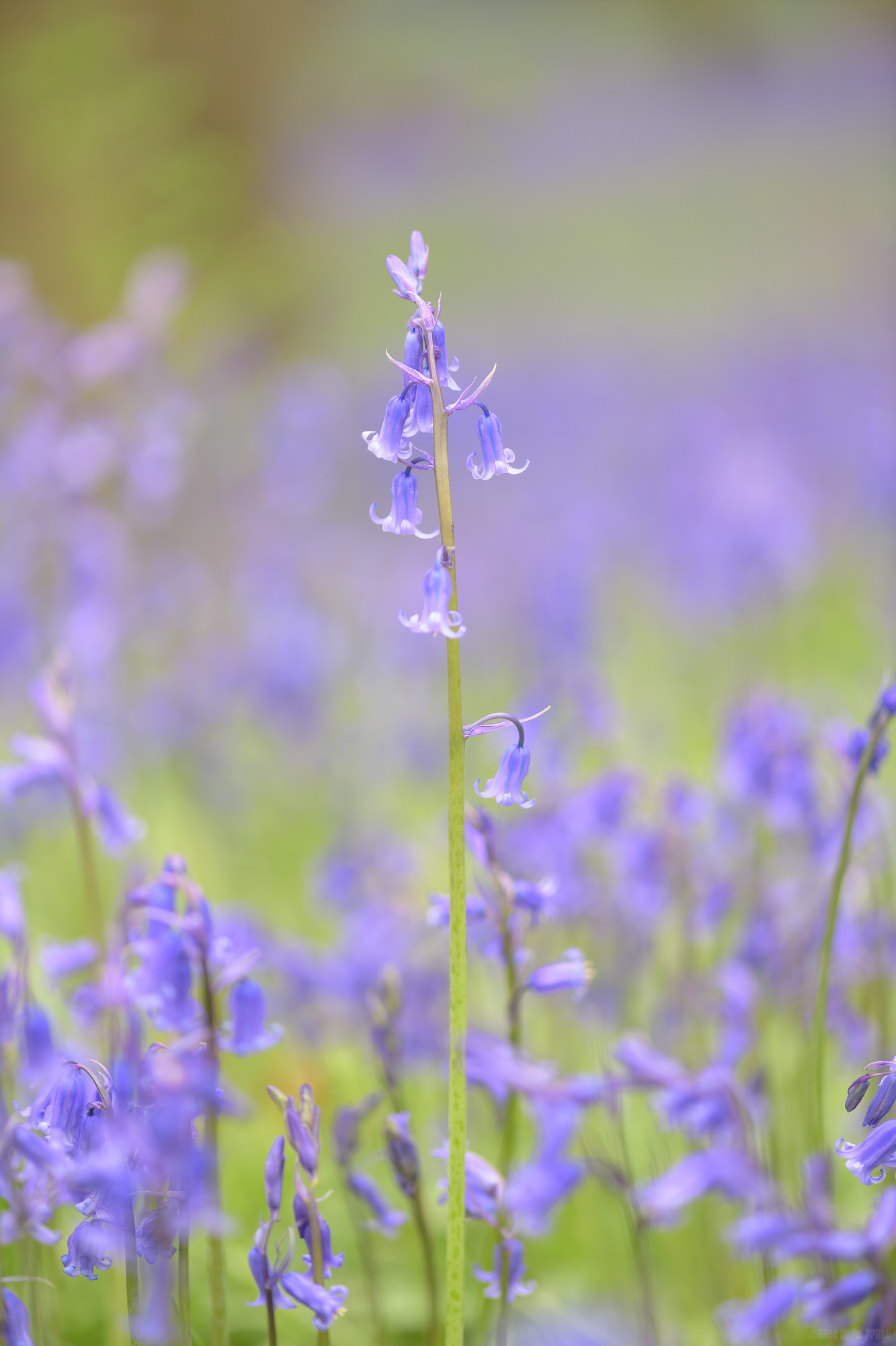 Taller Than The Rest