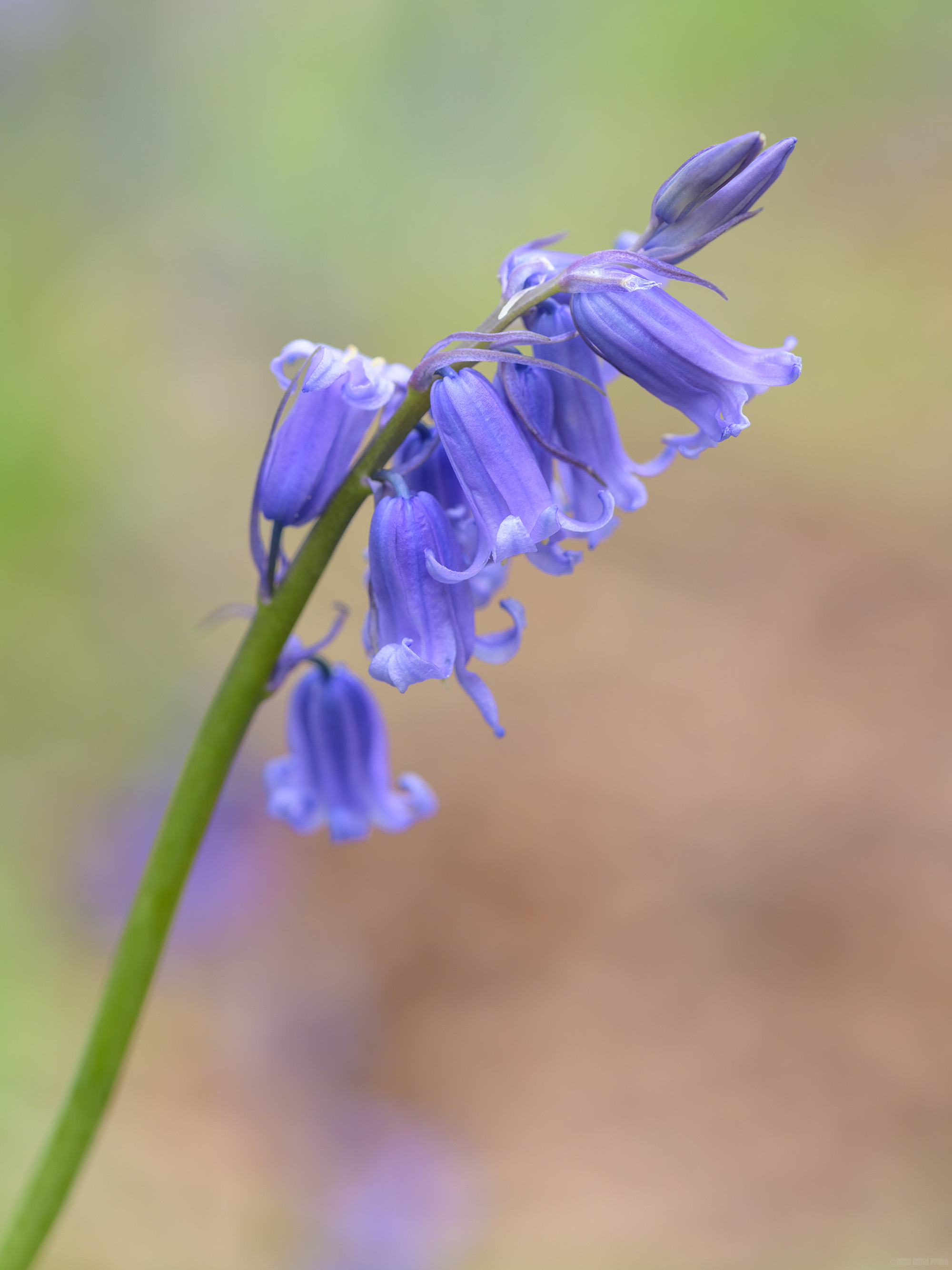 Bluebells On A Green Stalk
