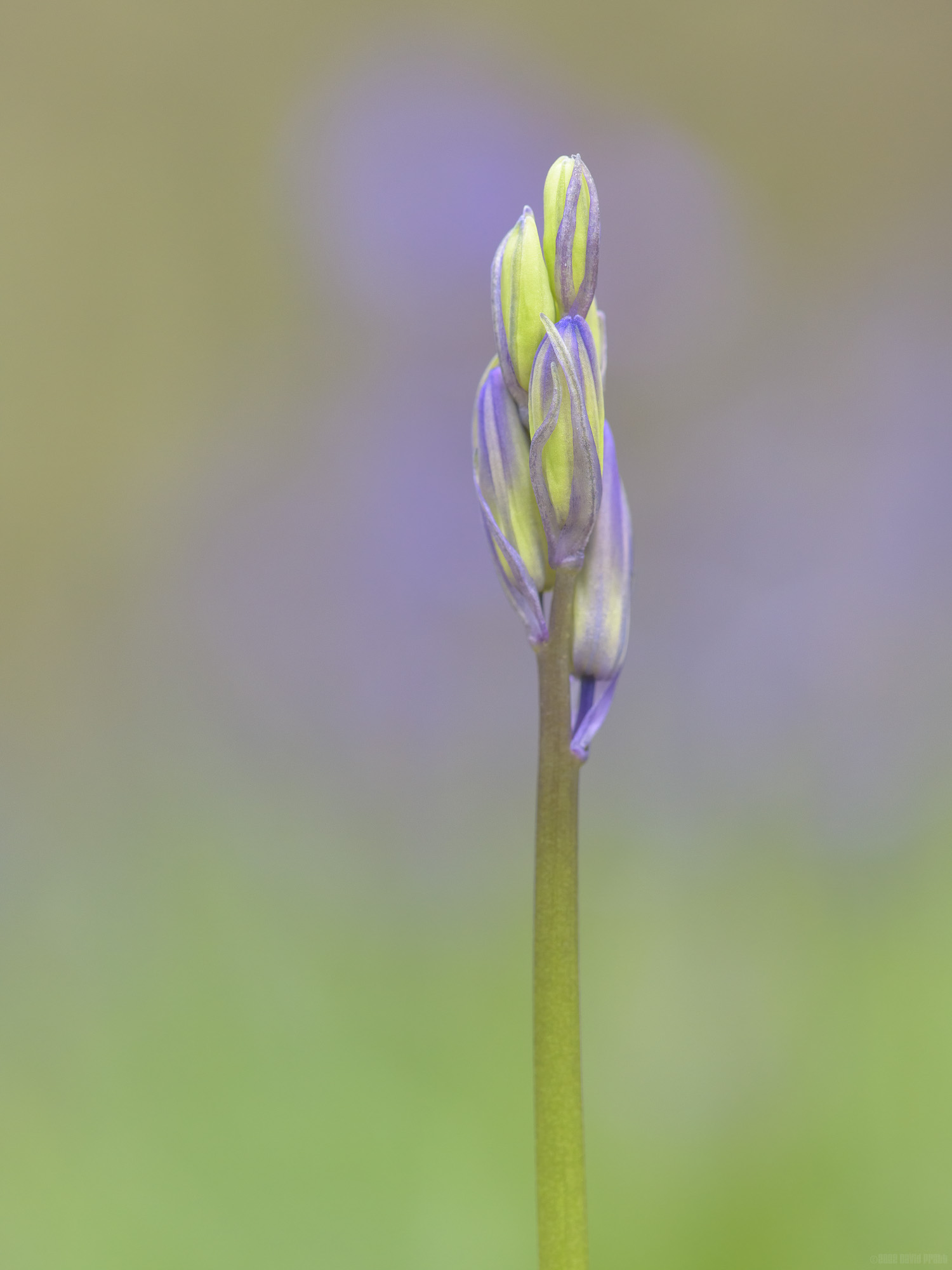 Green Turning To Blue
