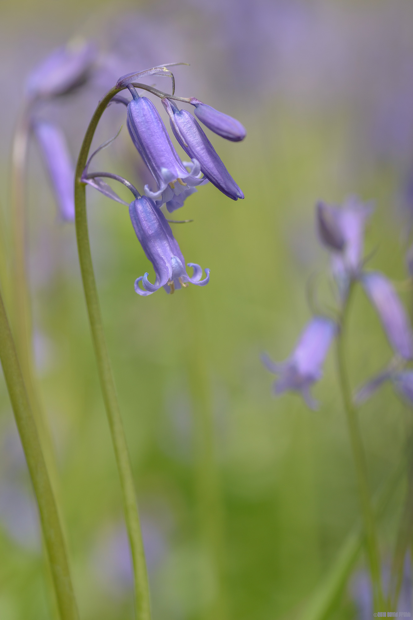 In An English Country Garden
