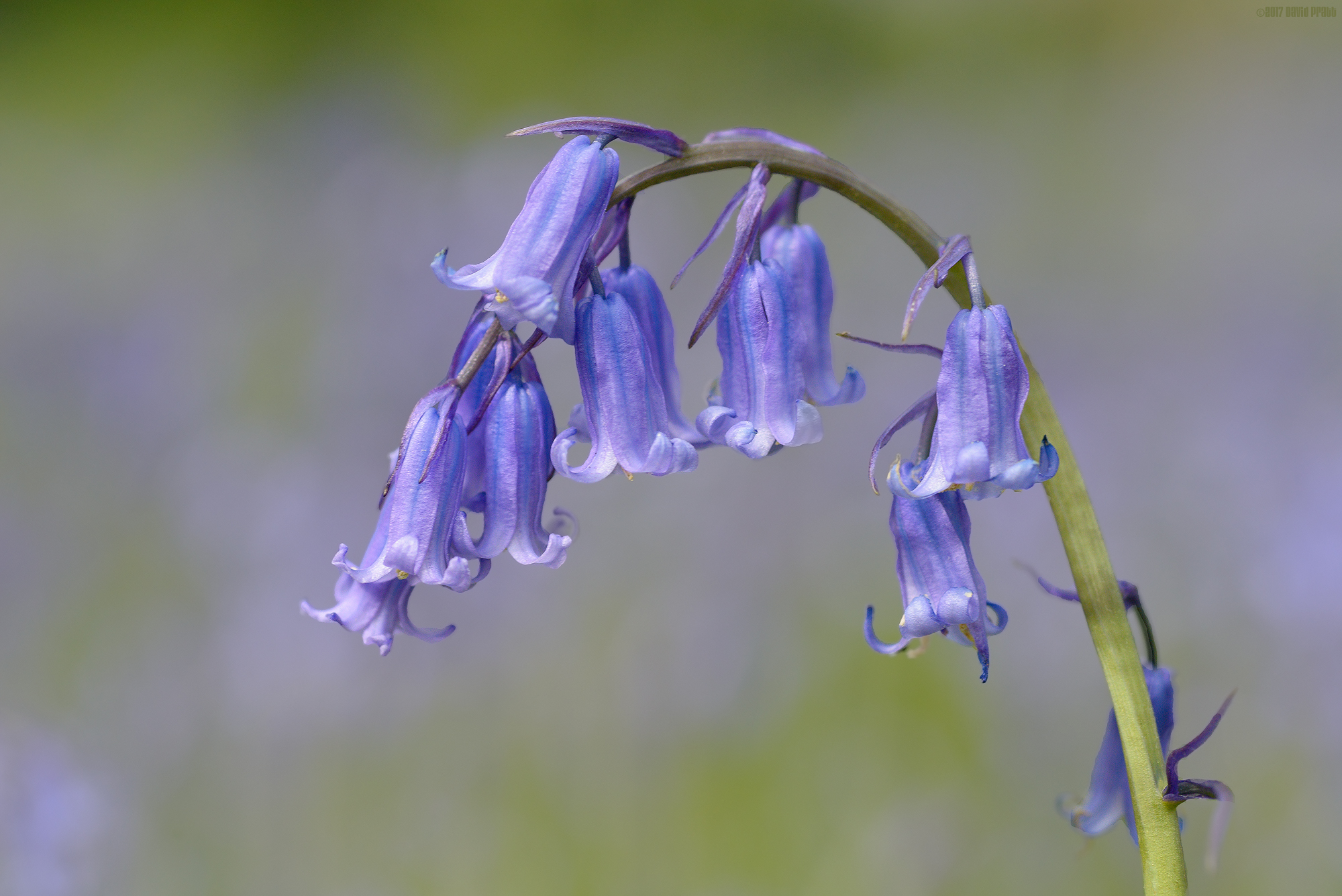 English Bluebells