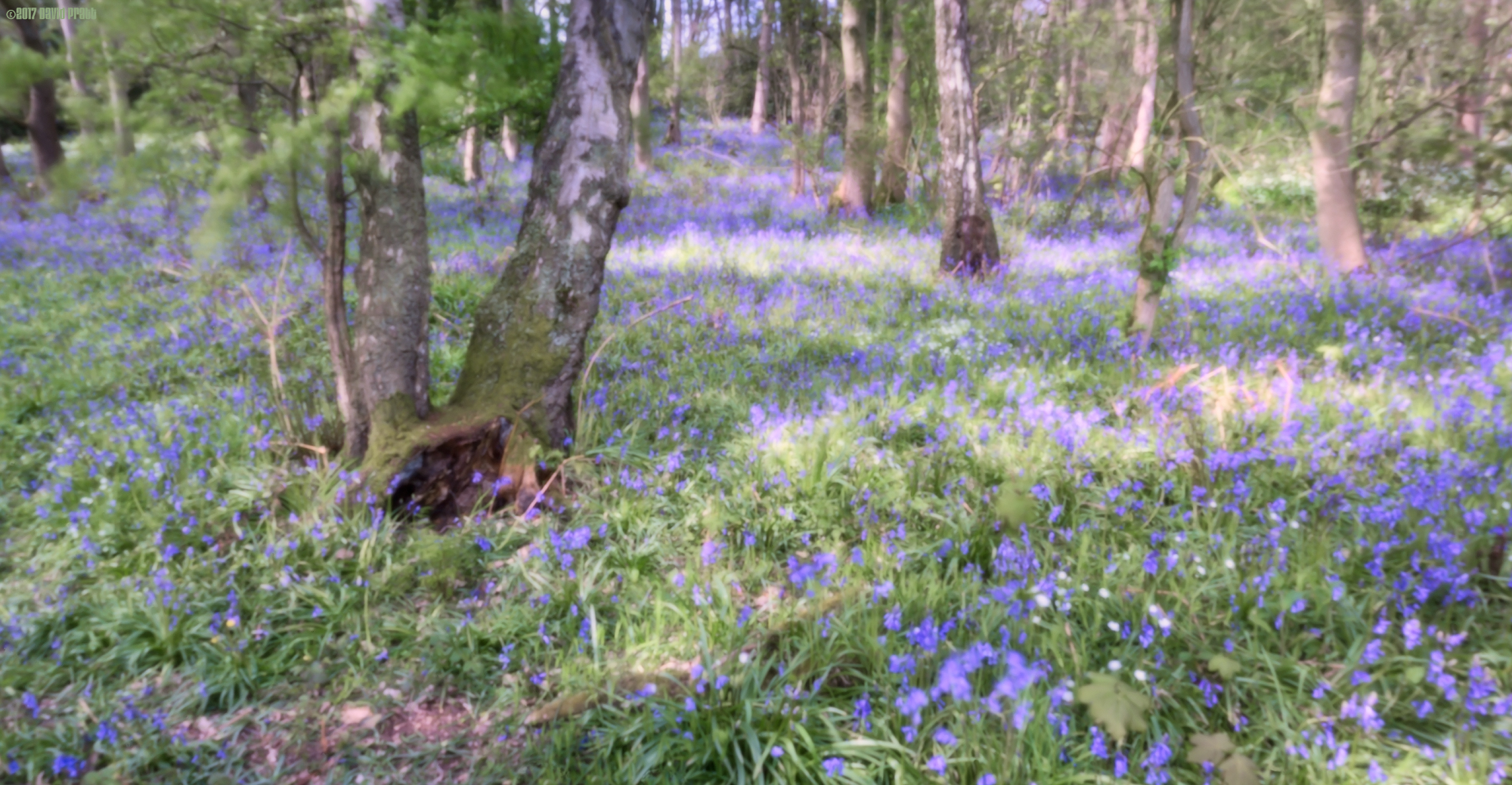 Bluebell Woods (Pinhole)