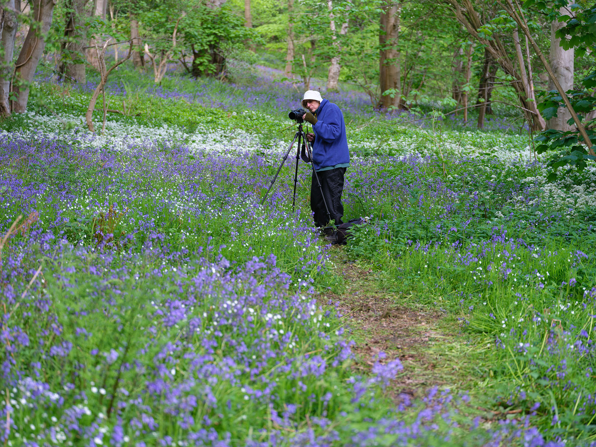 Bluebells, Stitchwort and Wild Garlic