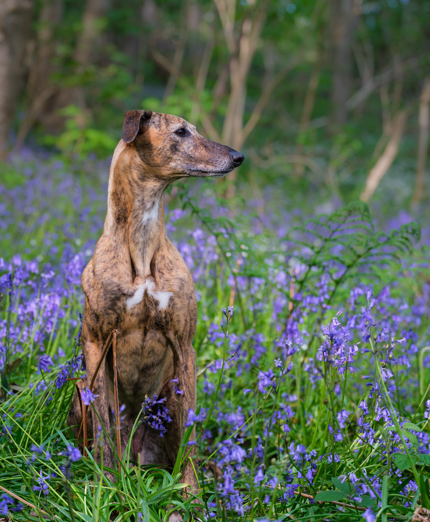Nala Amongst The Bluebells