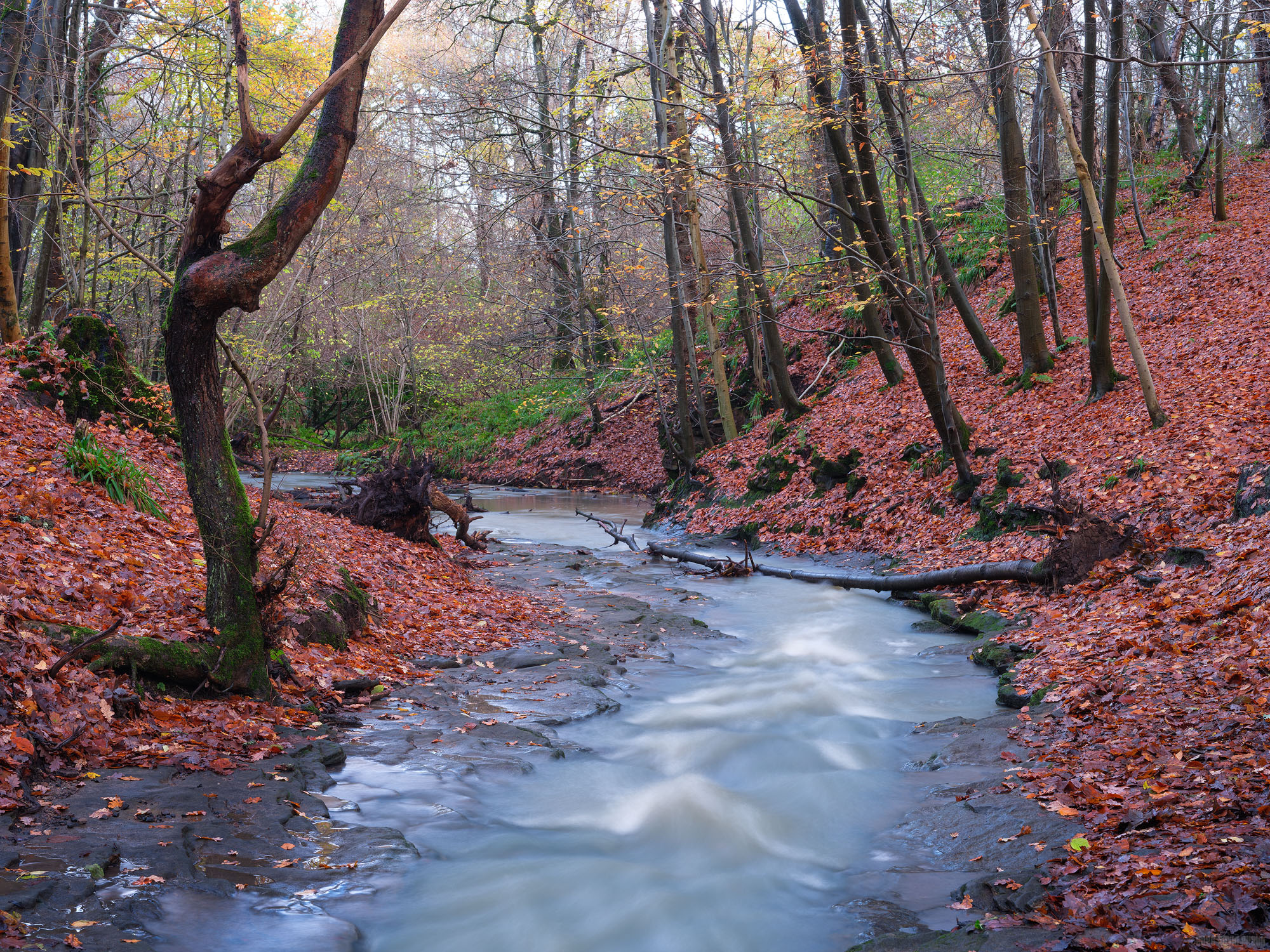 Fallen Leaves and Fallen Trees