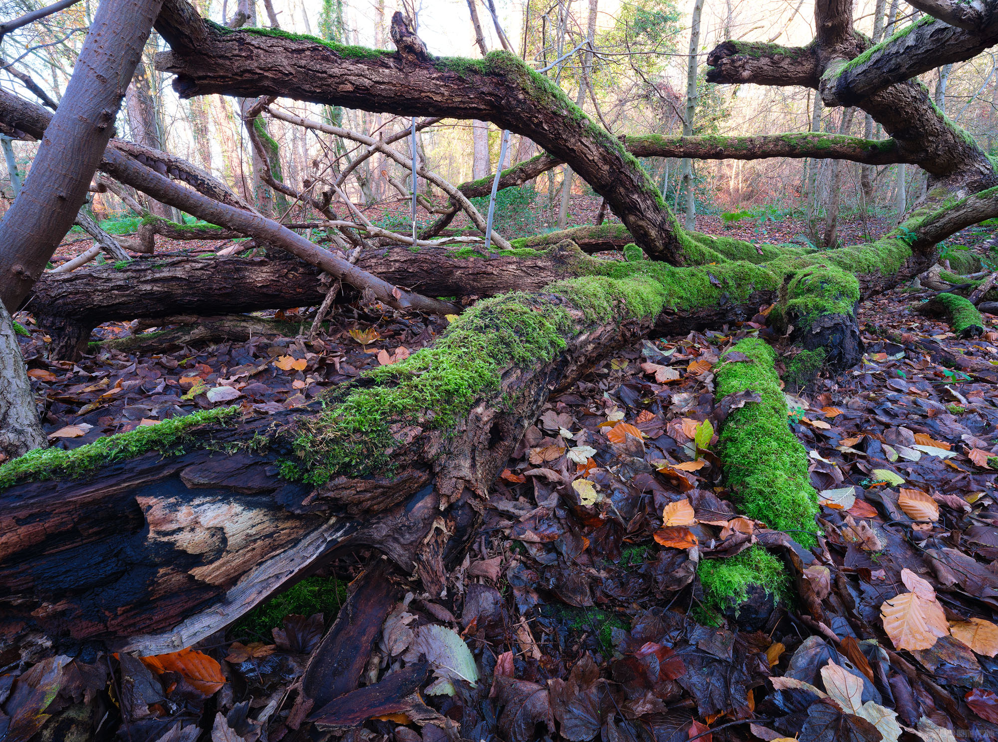 Let Fallen Trees Lie