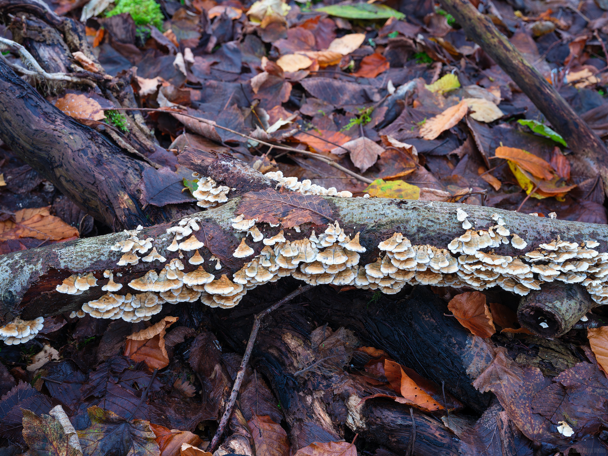 Crimped Gill Fungi