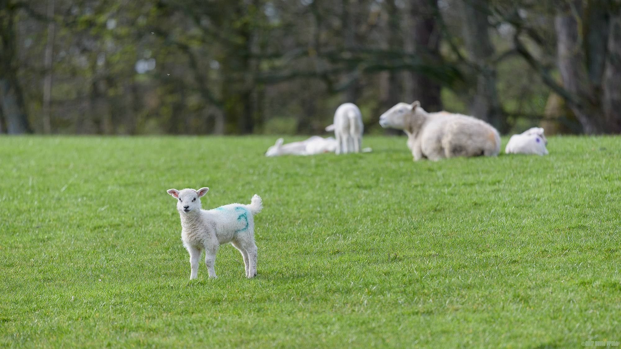 The Call Of The Wild